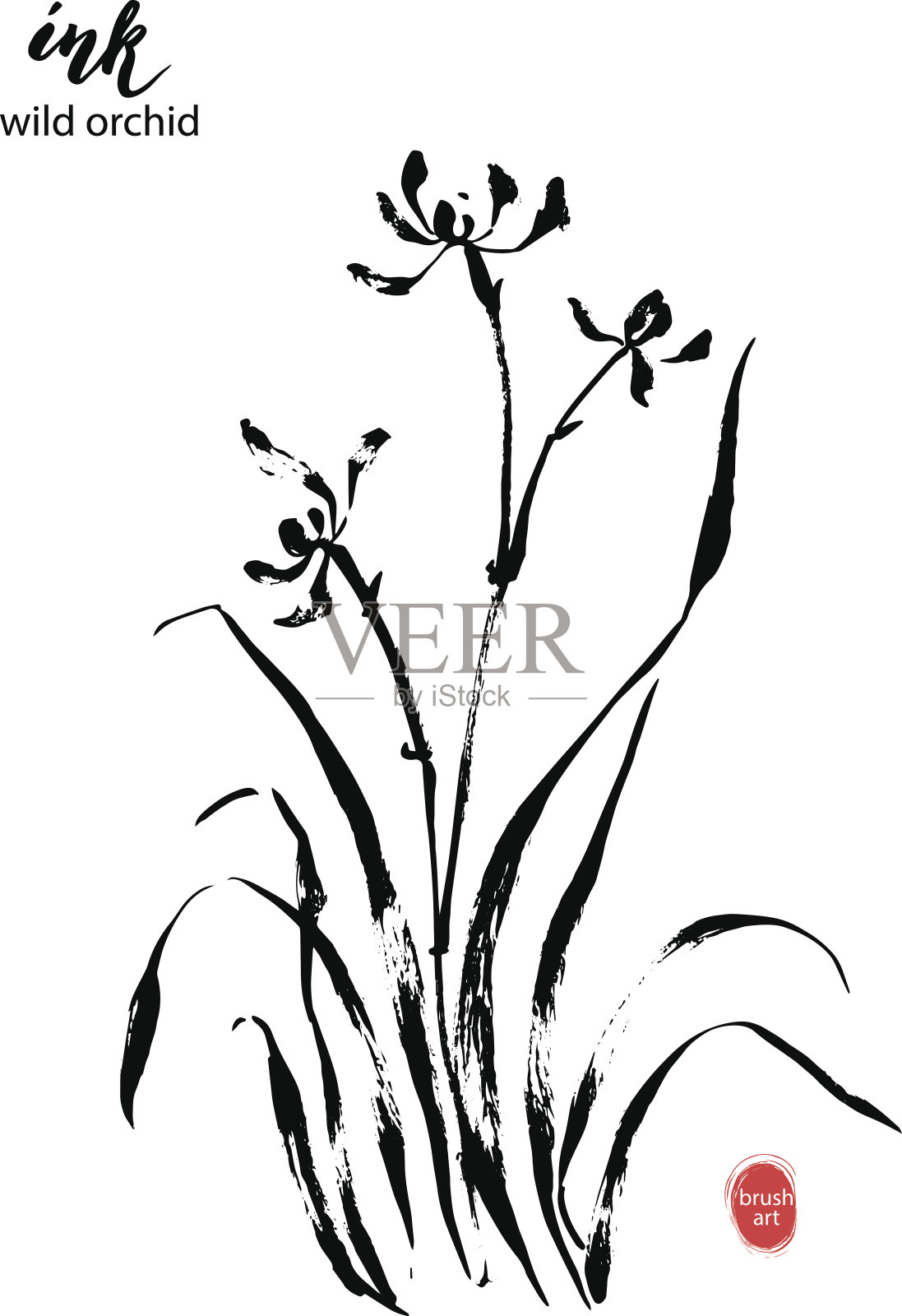 手绘黑墨野兰花。插画图片素材