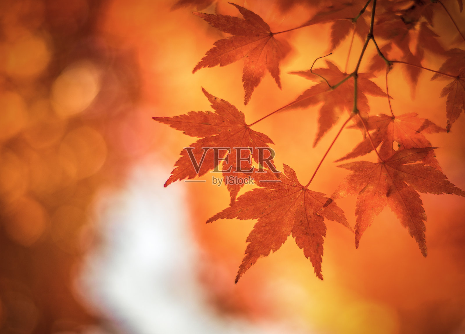 秋天的落叶，很浅的聚焦照片摄影图片