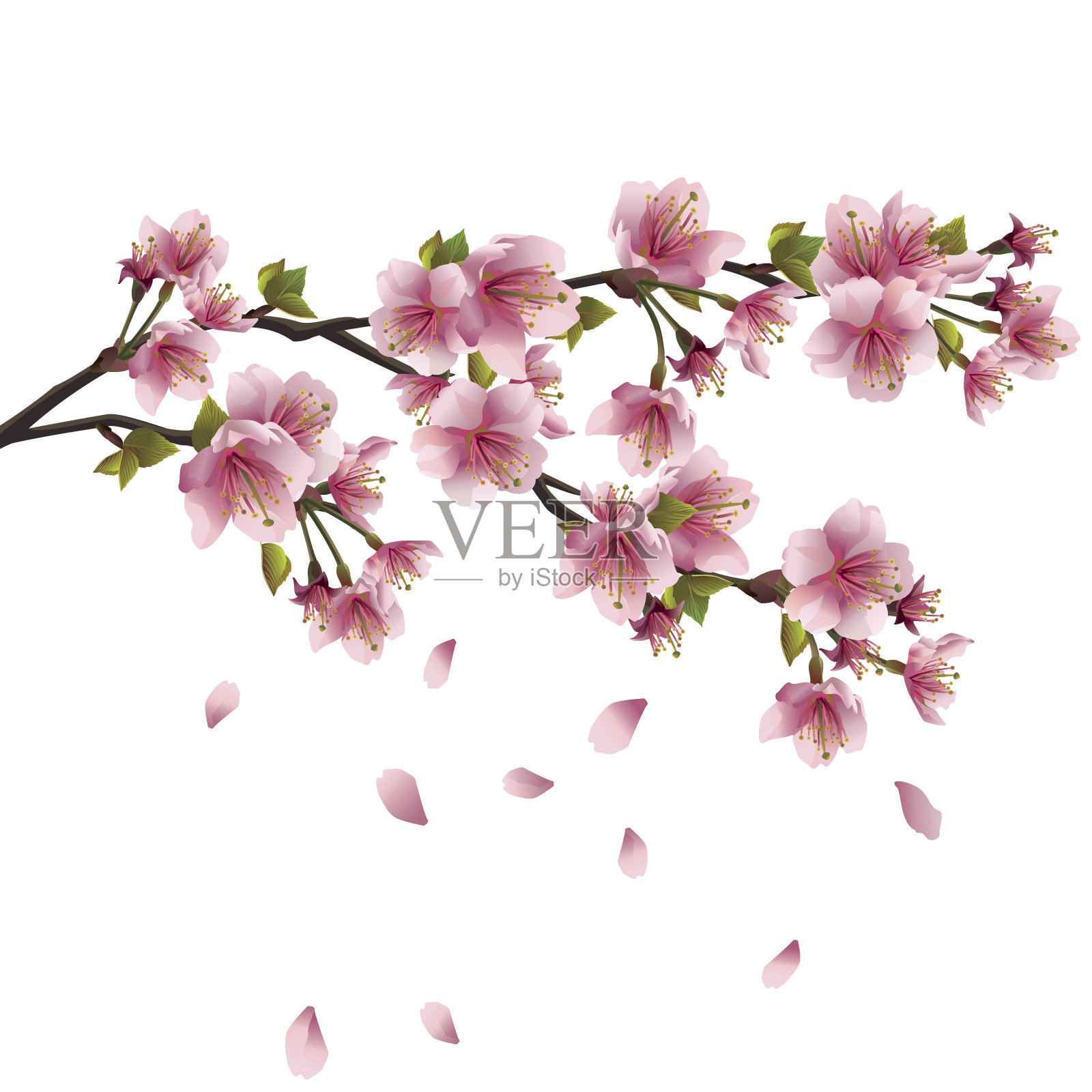 樱花-日本樱桃树插画图片素材