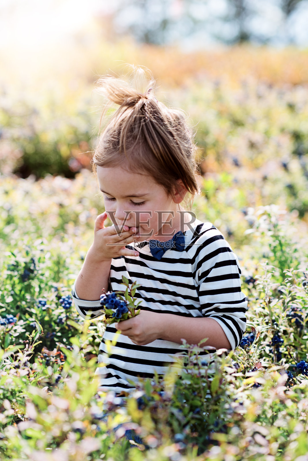 小女孩摘蓝莓照片摄影图片