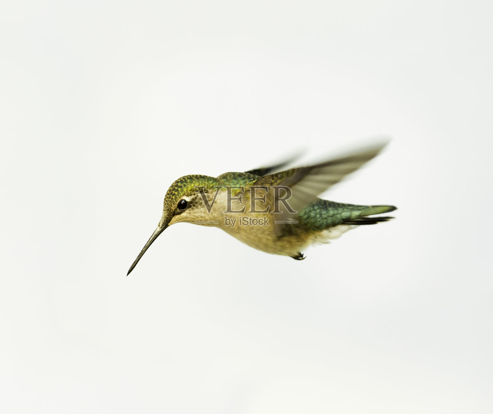 飞行中的红宝石喉蜂鸟。孤立在白色背景上。照片摄影图片