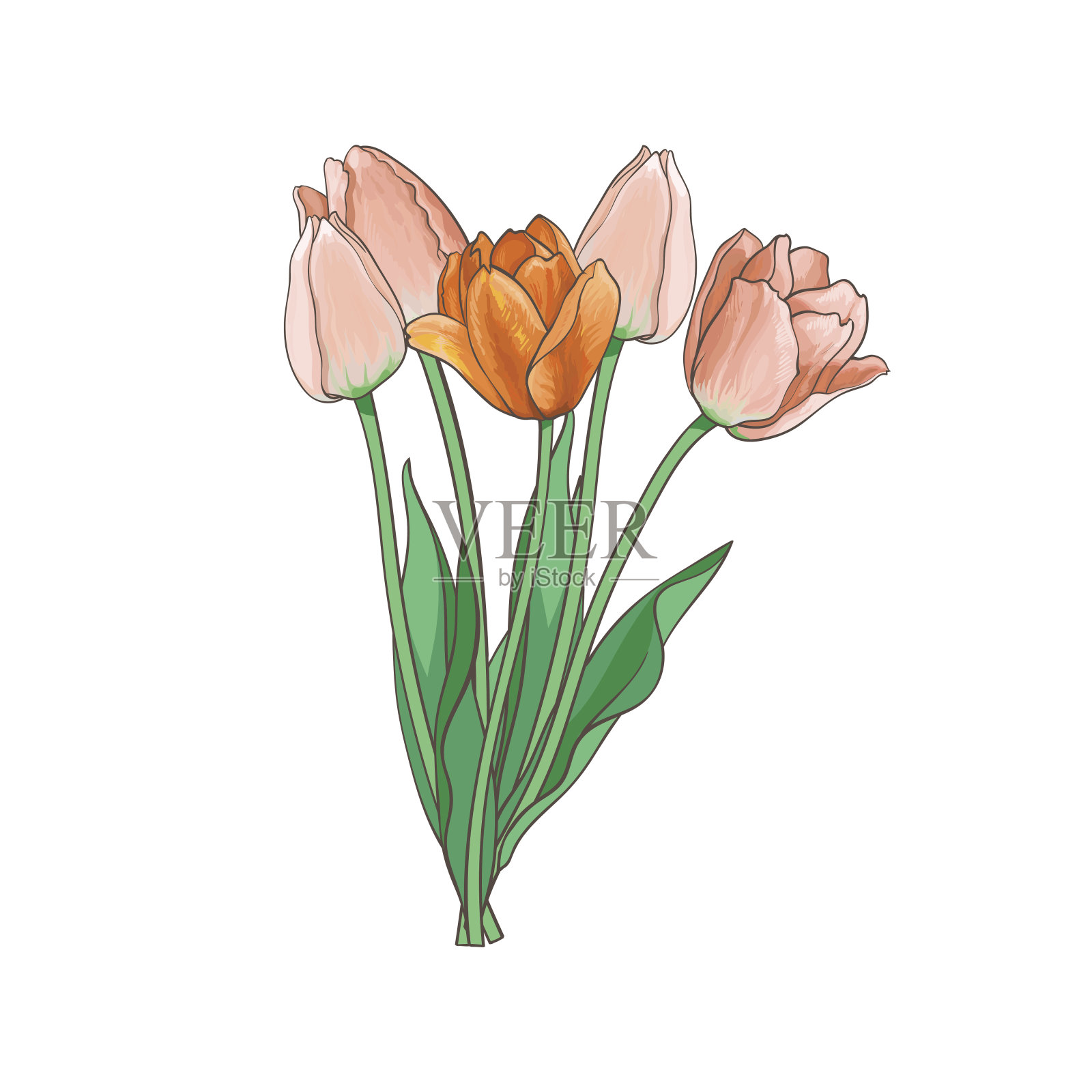 矢量郁金香花束，设置孤立的插图设计元素图片