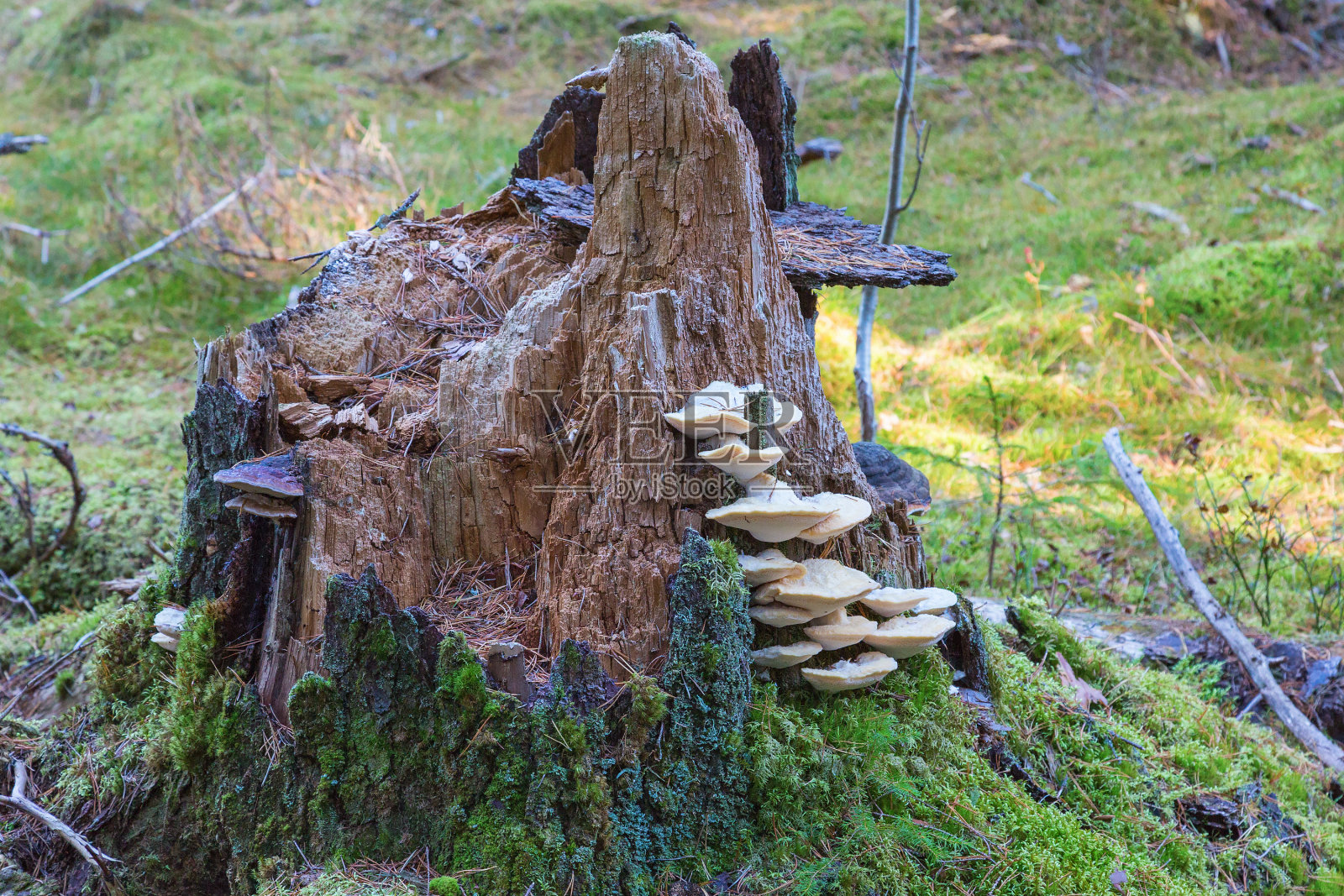 森林里一个树桩上的蘑菇照片摄影图片
