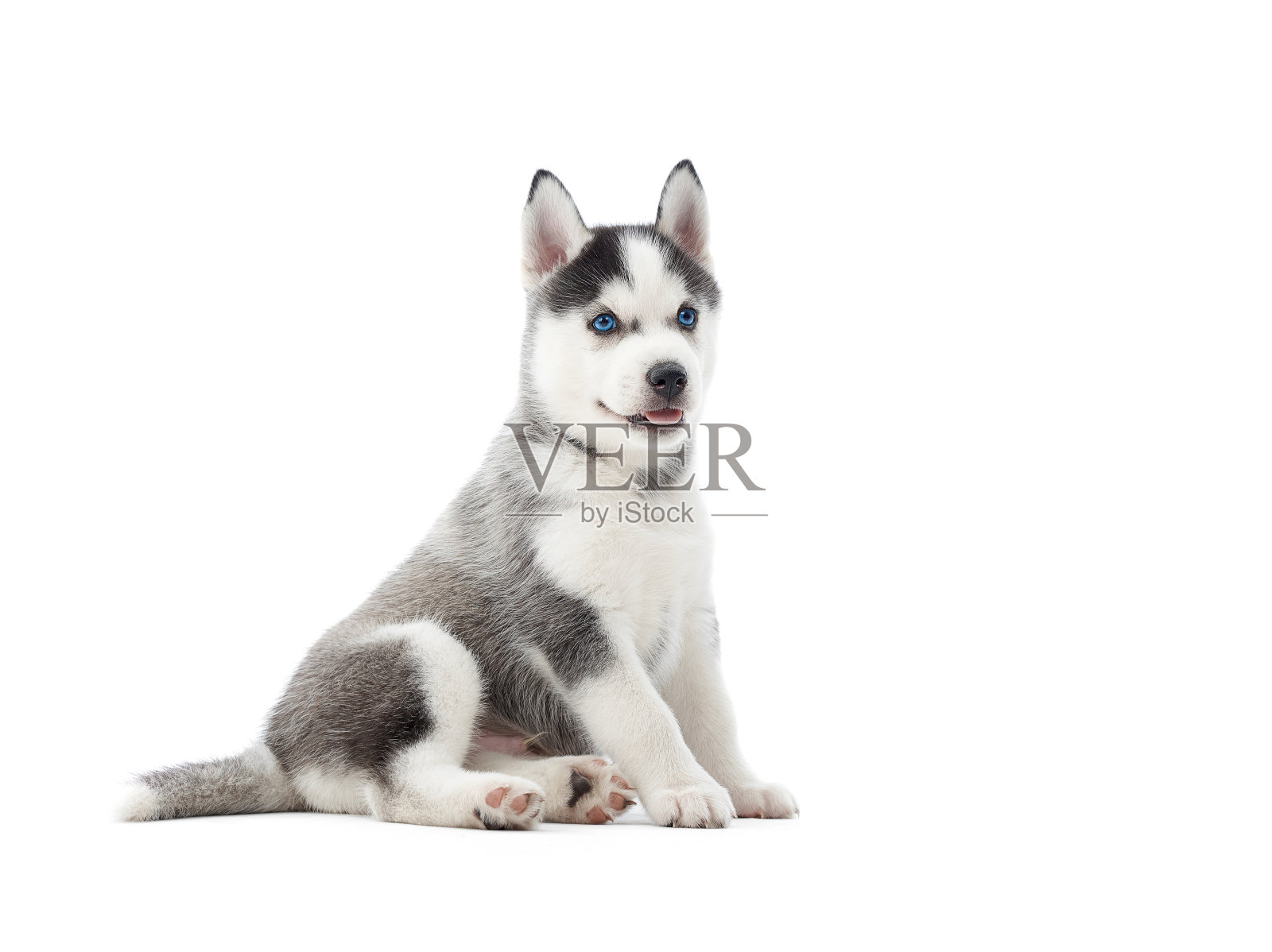 感兴趣的西伯利亚哈士奇小狗在白色的背景。照片摄影图片