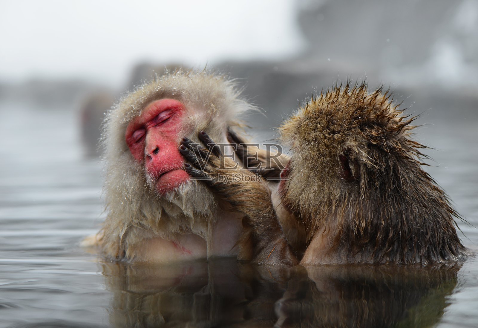 两只野生雪猴在热水中嬉戏照片摄影图片