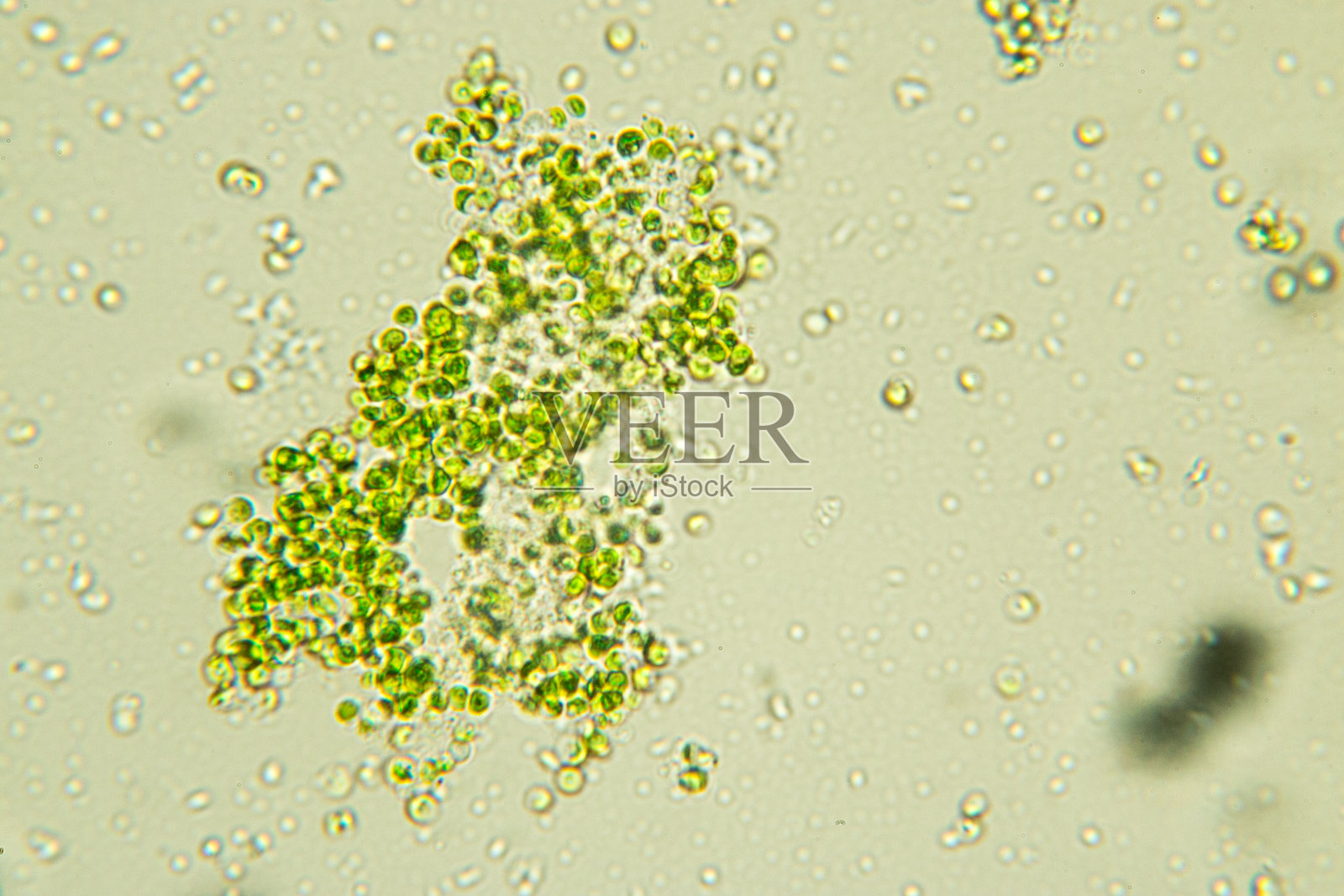 小球藻是一种单细胞绿藻，属于绿藻门。照片摄影图片