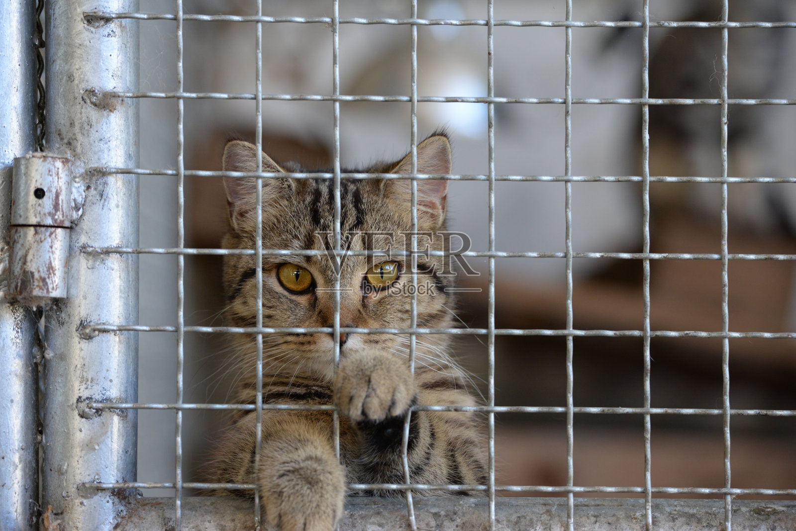 无家可归的动物系列。笼子里的小虎斑猫透过栅栏望着窗外的摄像机寻求自由。照片摄影图片