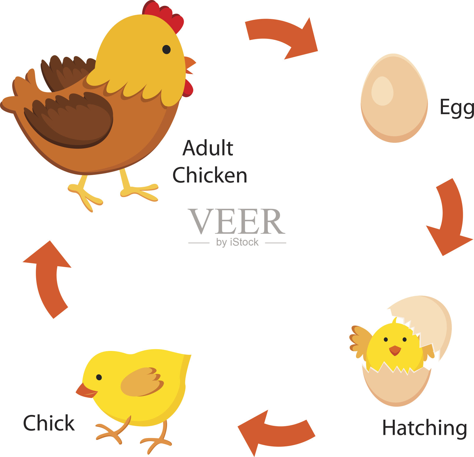 鸡的生命周期插画图片素材