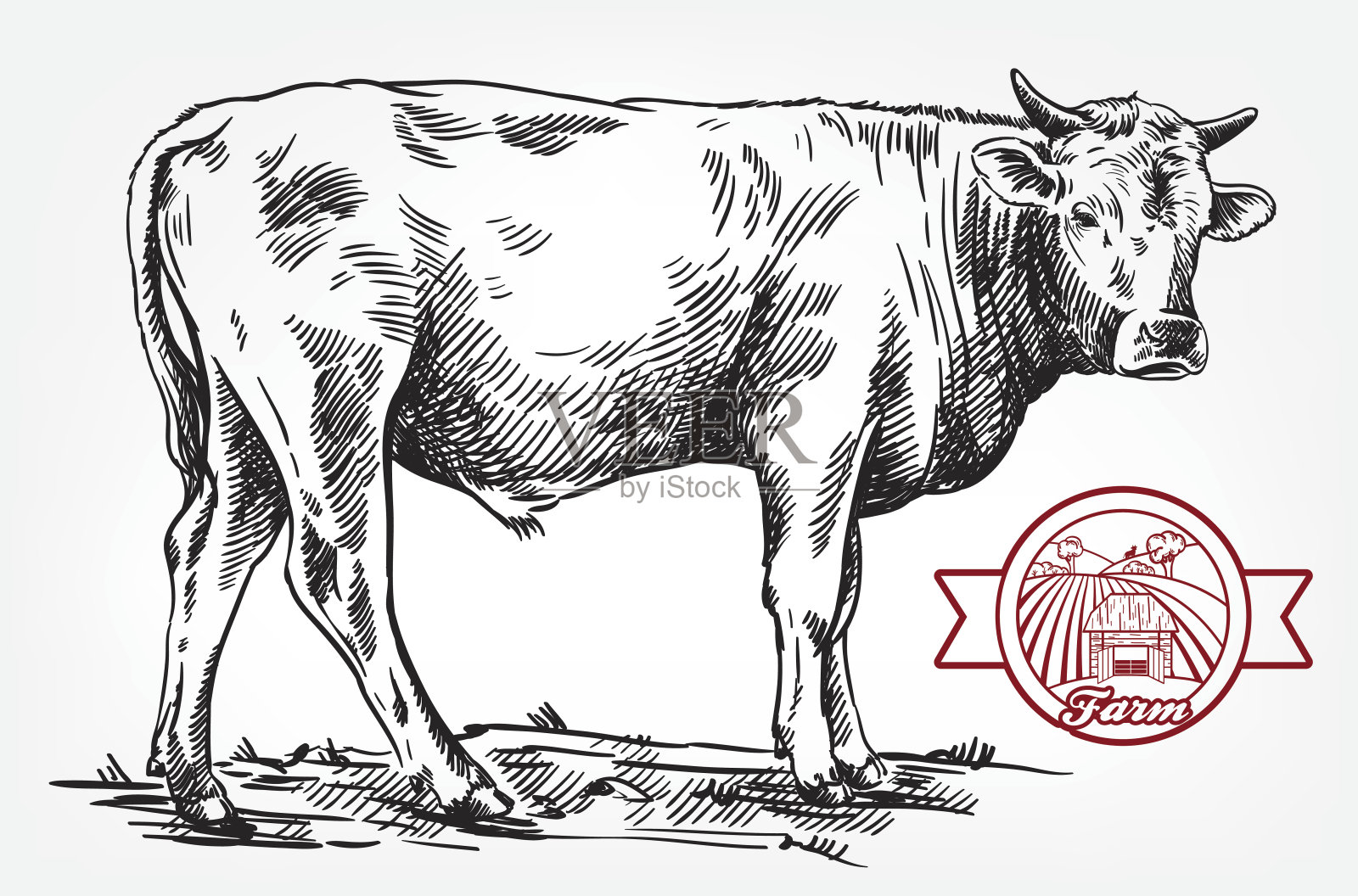 饲养奶牛。畜牧业。牲畜插画图片素材