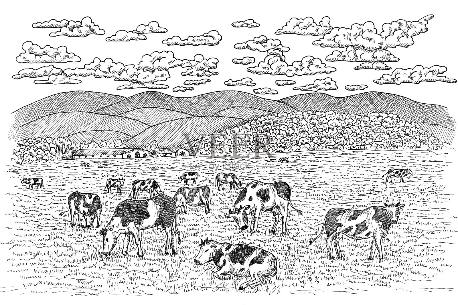 在田里吃草的牛插画图片素材