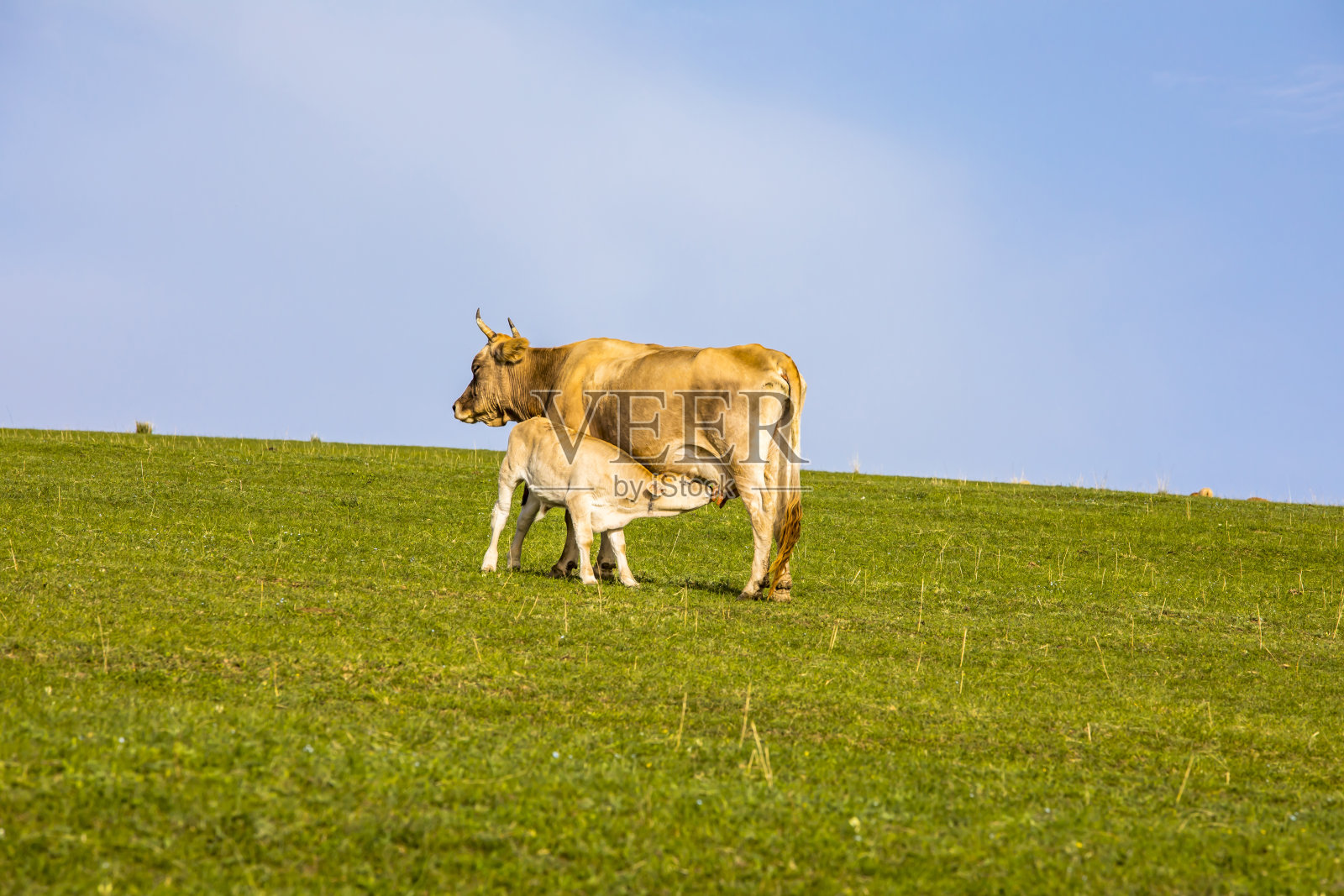 中国新疆，绿色的草原上，一头奶牛正在喂养它的小母牛照片摄影图片