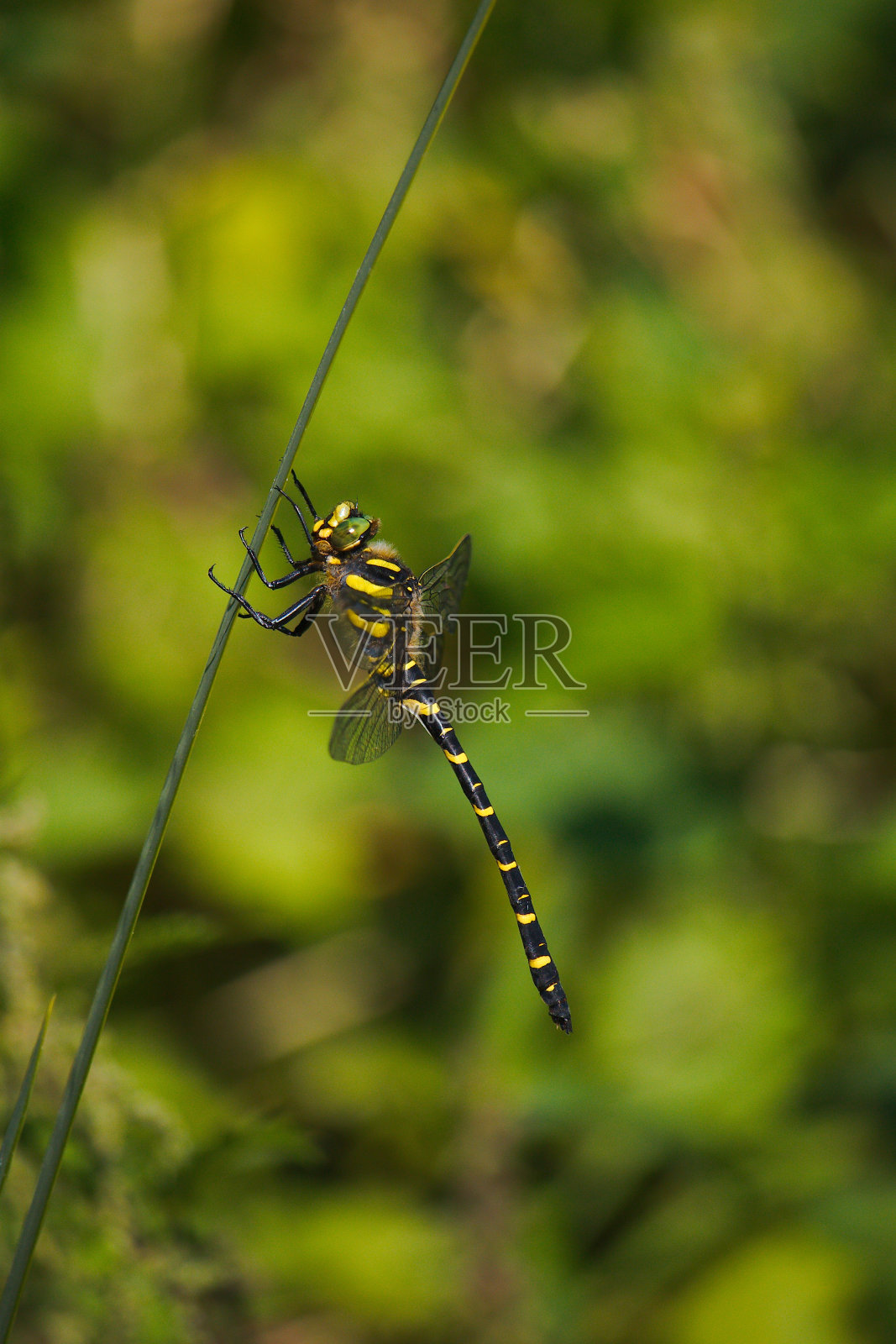 金环蜻蜓栖息在一株池塘植物上。照片摄影图片