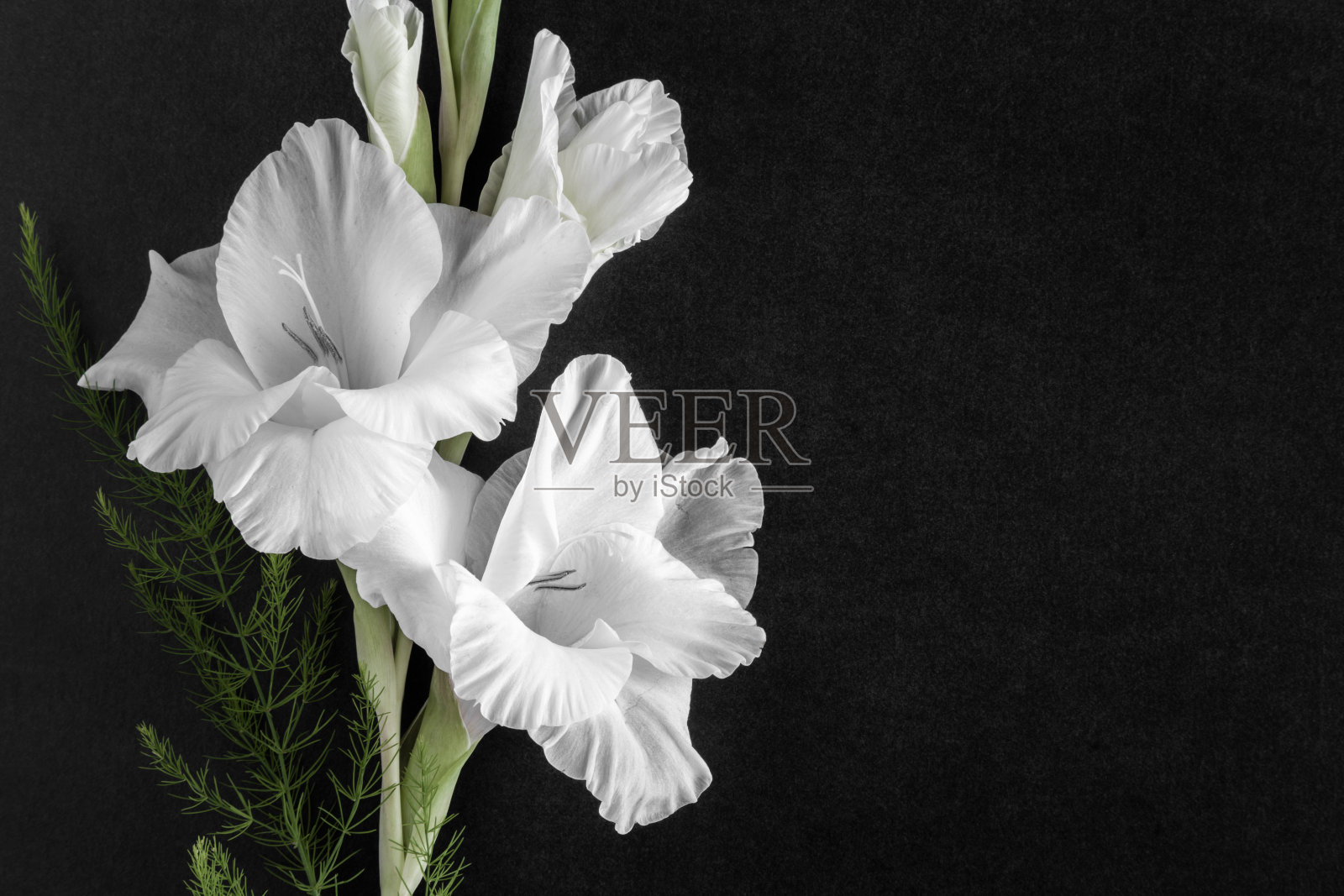 黑色背景上的白色剑兰花。慰问卡片。文本的空位置。照片摄影图片