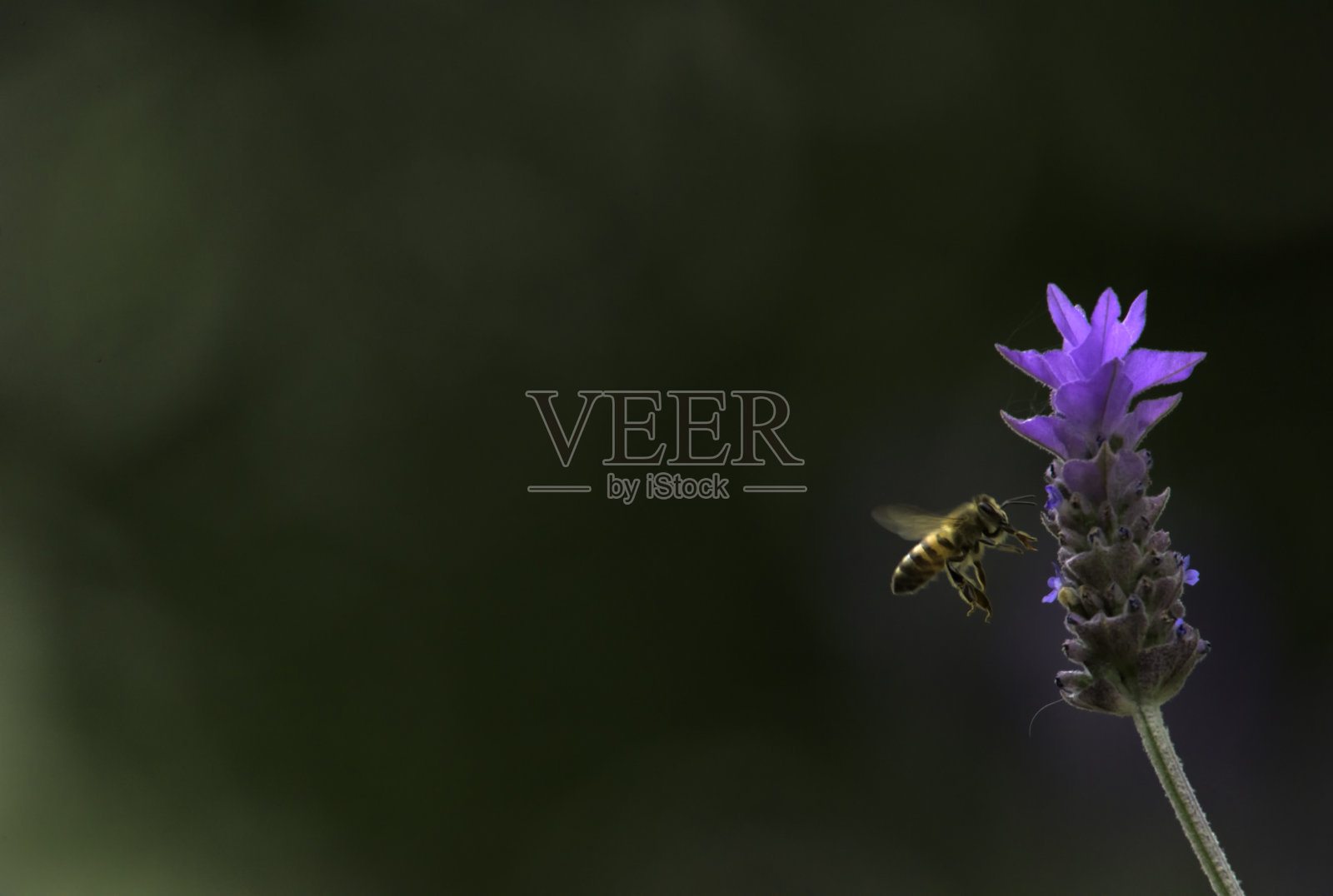 蜜蜂和薰衣草照片摄影图片