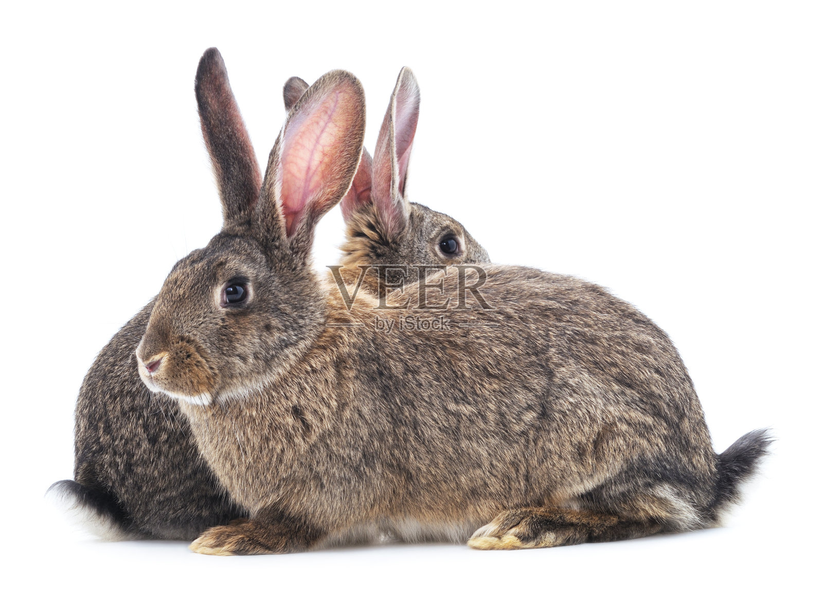 两只兔子。照片摄影图片