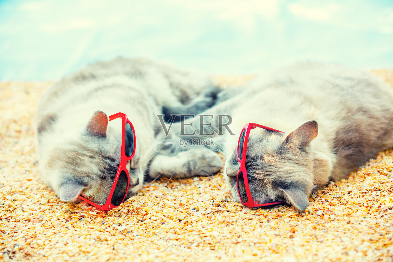 两只戴着太阳镜的猫在海滩上放松照片摄影图片