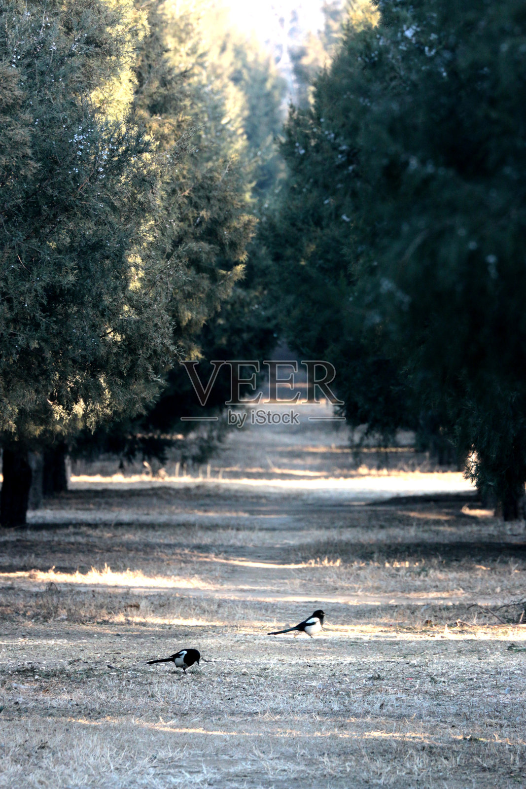 喜鹊在中国公园的松林林荫大道上，非常宁静照片摄影图片