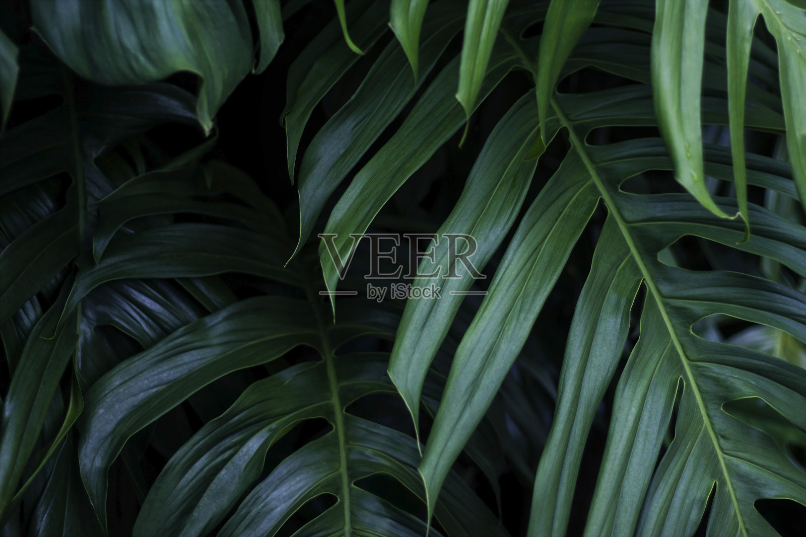热带绿叶深色背景，自然夏季森林植物概念照片摄影图片