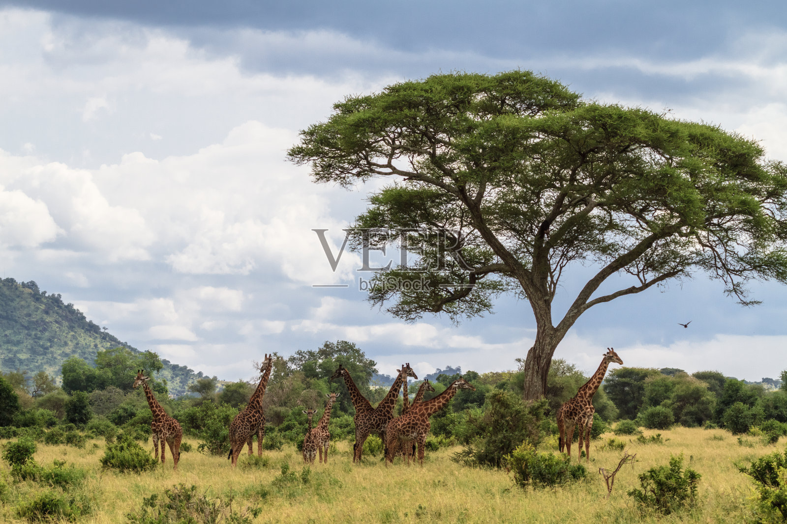 栅栏的脖子。一大群长颈鹿。坦桑尼亚、坦桑尼亚照片摄影图片