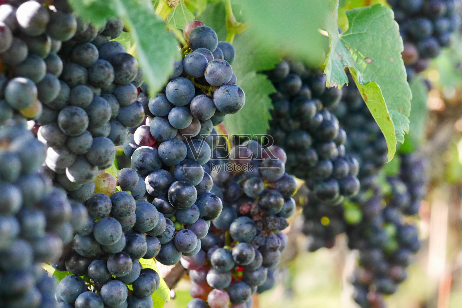 葡萄在葡萄酒地里生长照片摄影图片