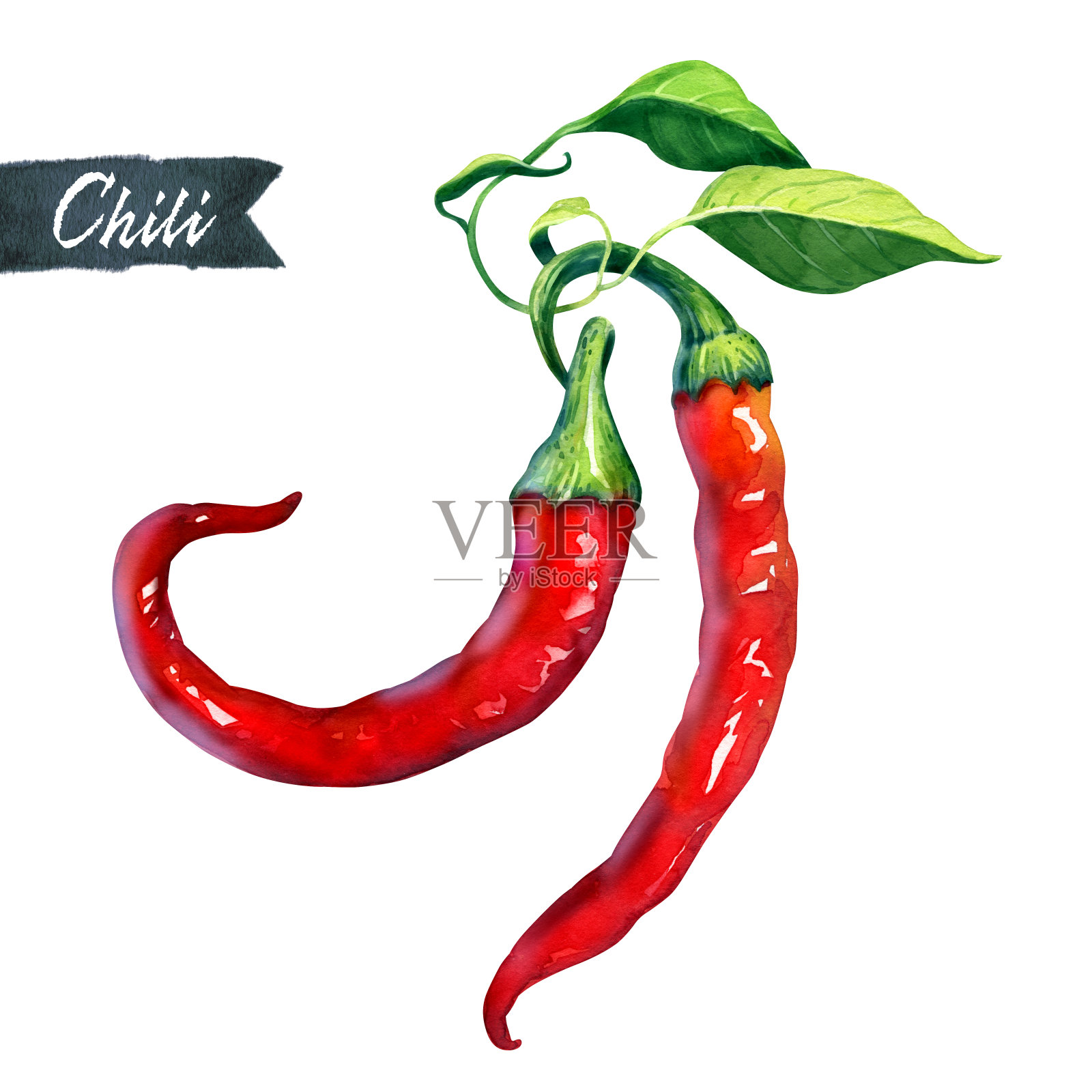 两个新鲜的辣椒孤立在白色水彩插图插画图片素材