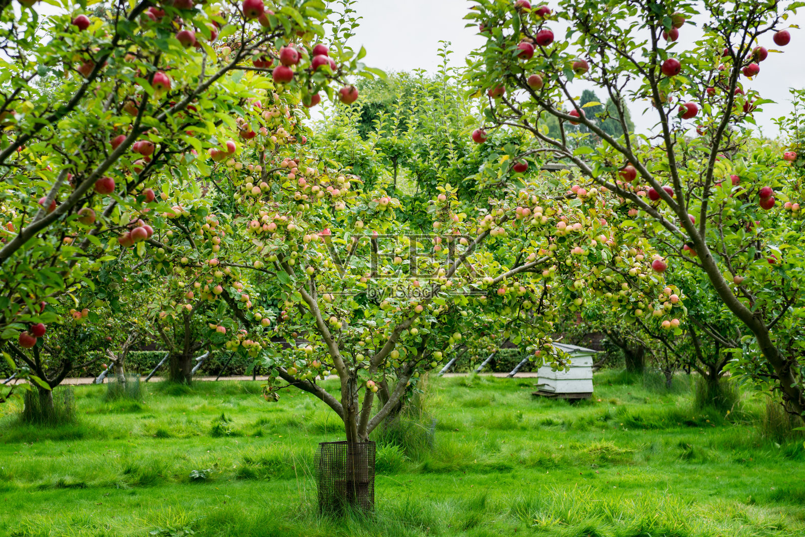 英国秋季花园里的苹果树照片摄影图片