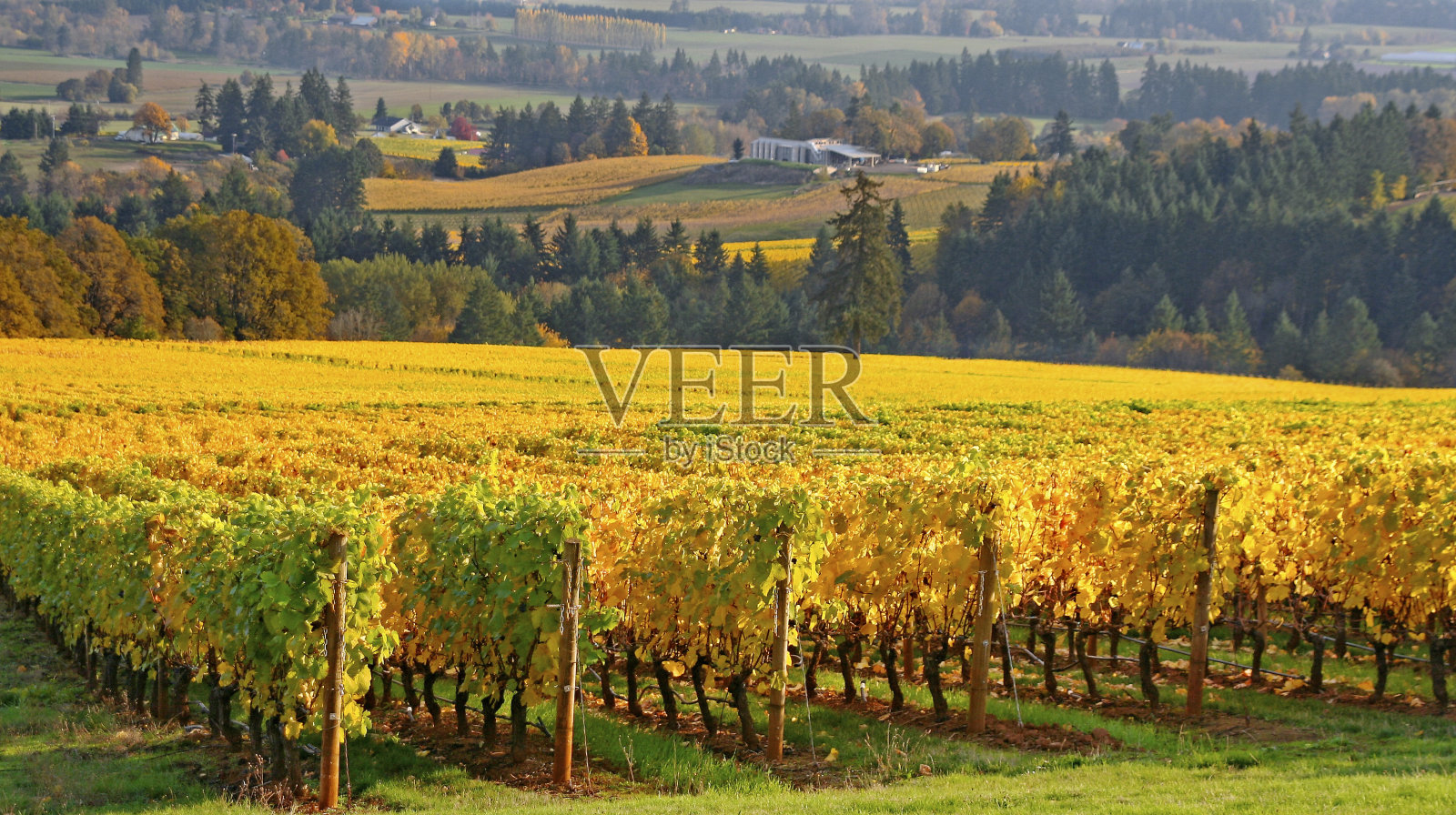 秋天的威拉米特山谷葡萄园照片摄影图片