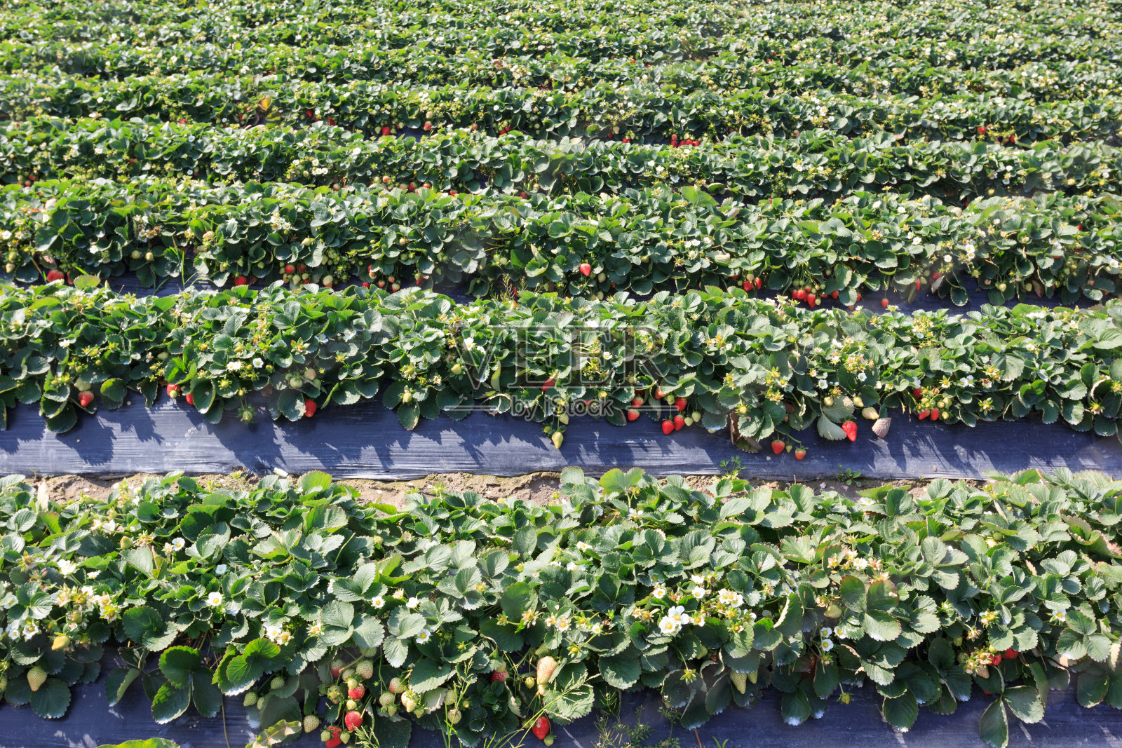 草莓田，中国农场的新鲜草莓照片摄影图片