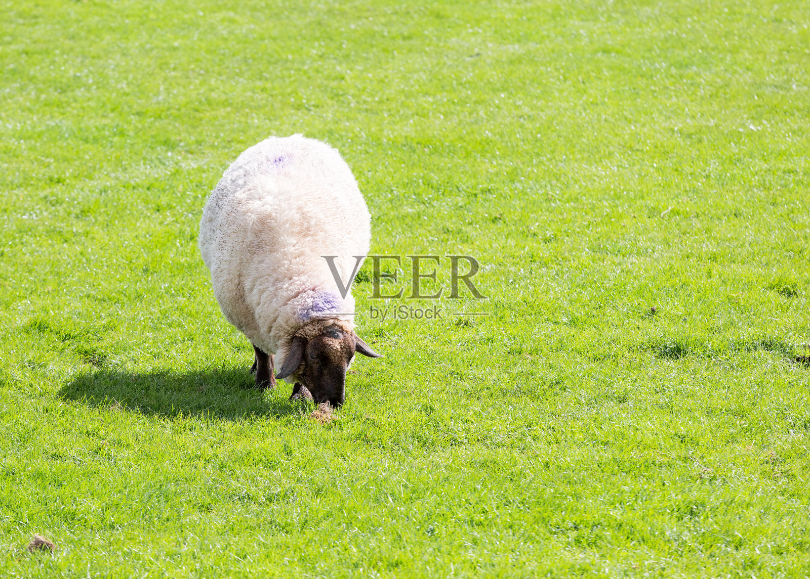 黑脸羊在田野里吃草照片摄影图片