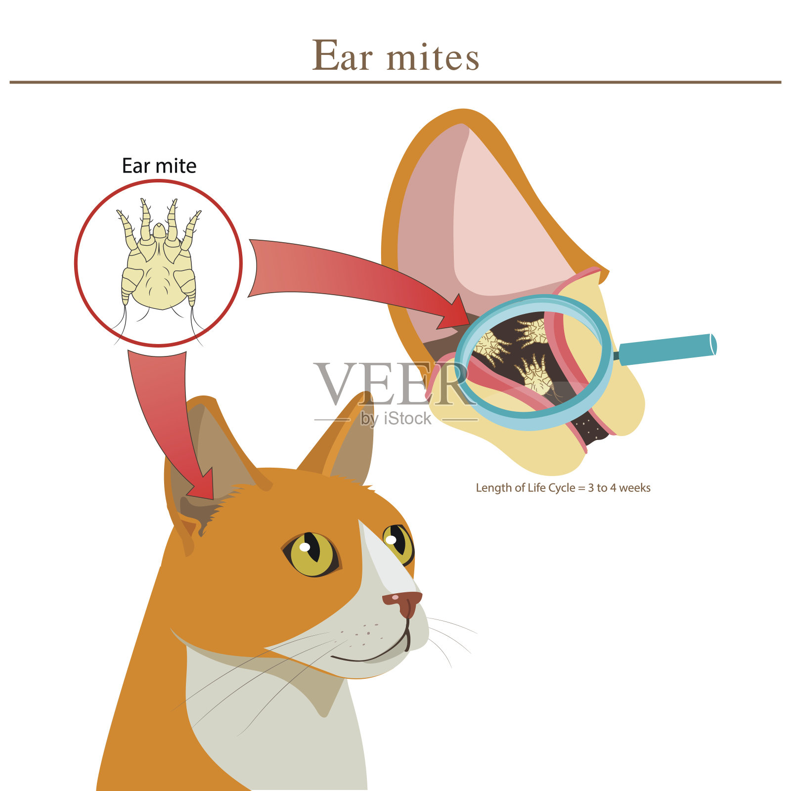 兽医。猫耳螨病媒插图。动物耳螨。感染的传播。插画图片素材