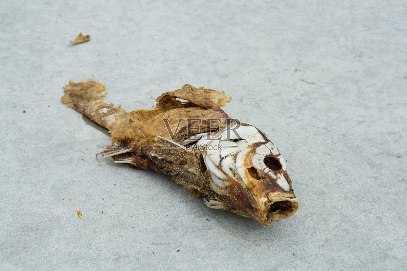 死亡腐烂的鱼照片摄影图片