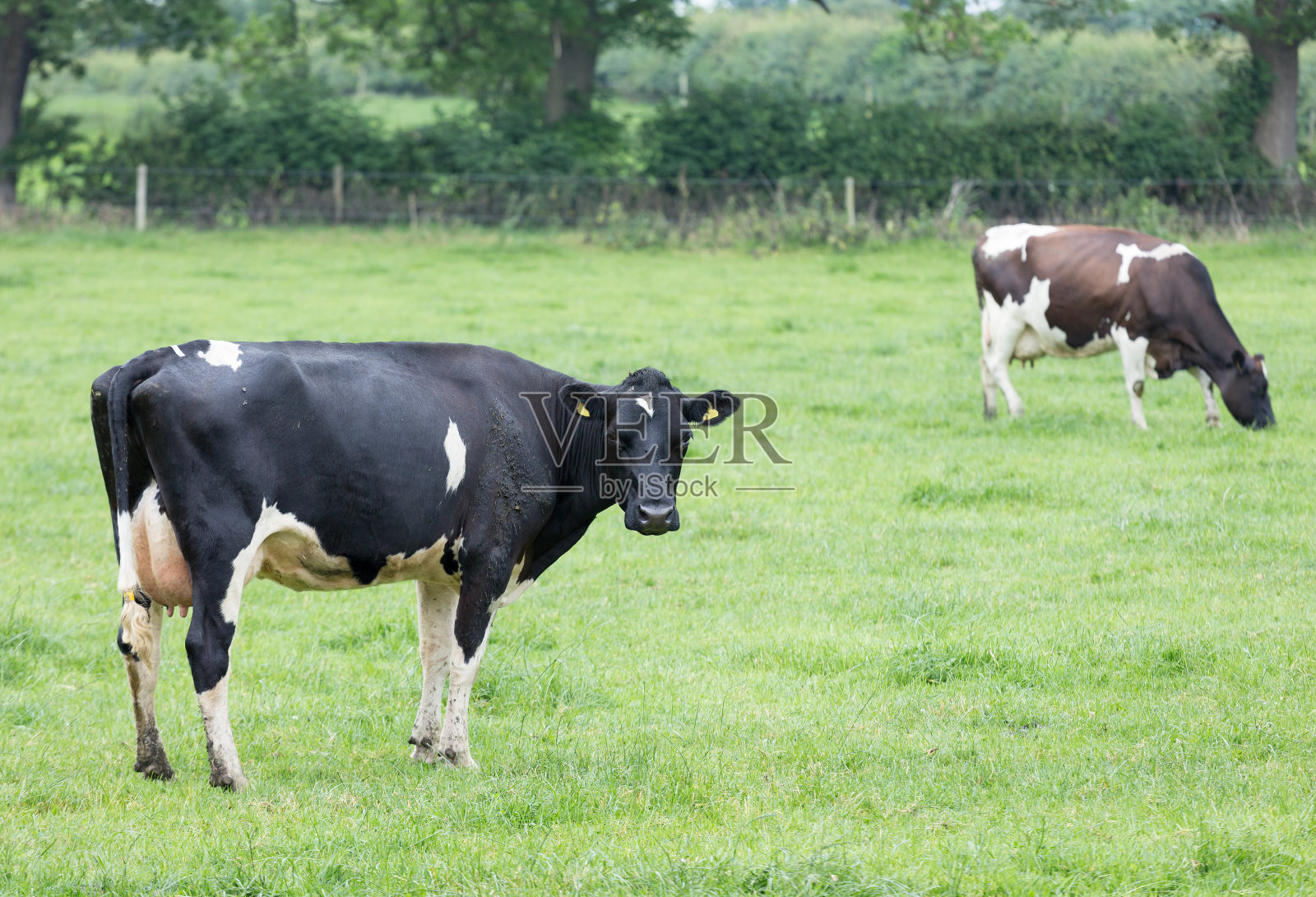草原上的荷斯坦牛照片摄影图片
