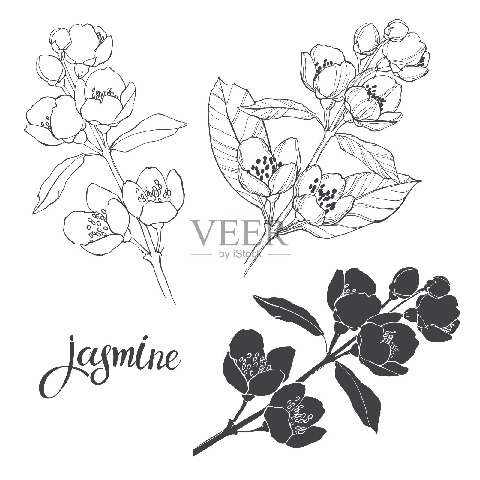 茉莉花。三个孤立的矢量花卉元素的设计。白色背景上的黑色剪影和轮廓。插画图片素材