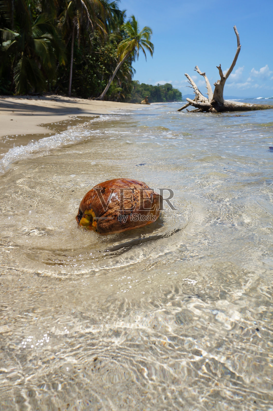 一个椰子被冲到热带海滩上照片摄影图片