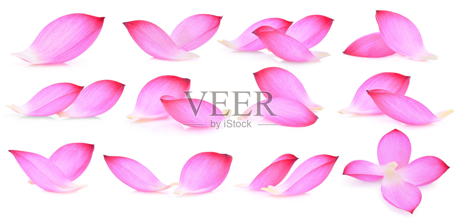 一套粉红色荷花花瓣孤立在白色的背景照片摄影图片