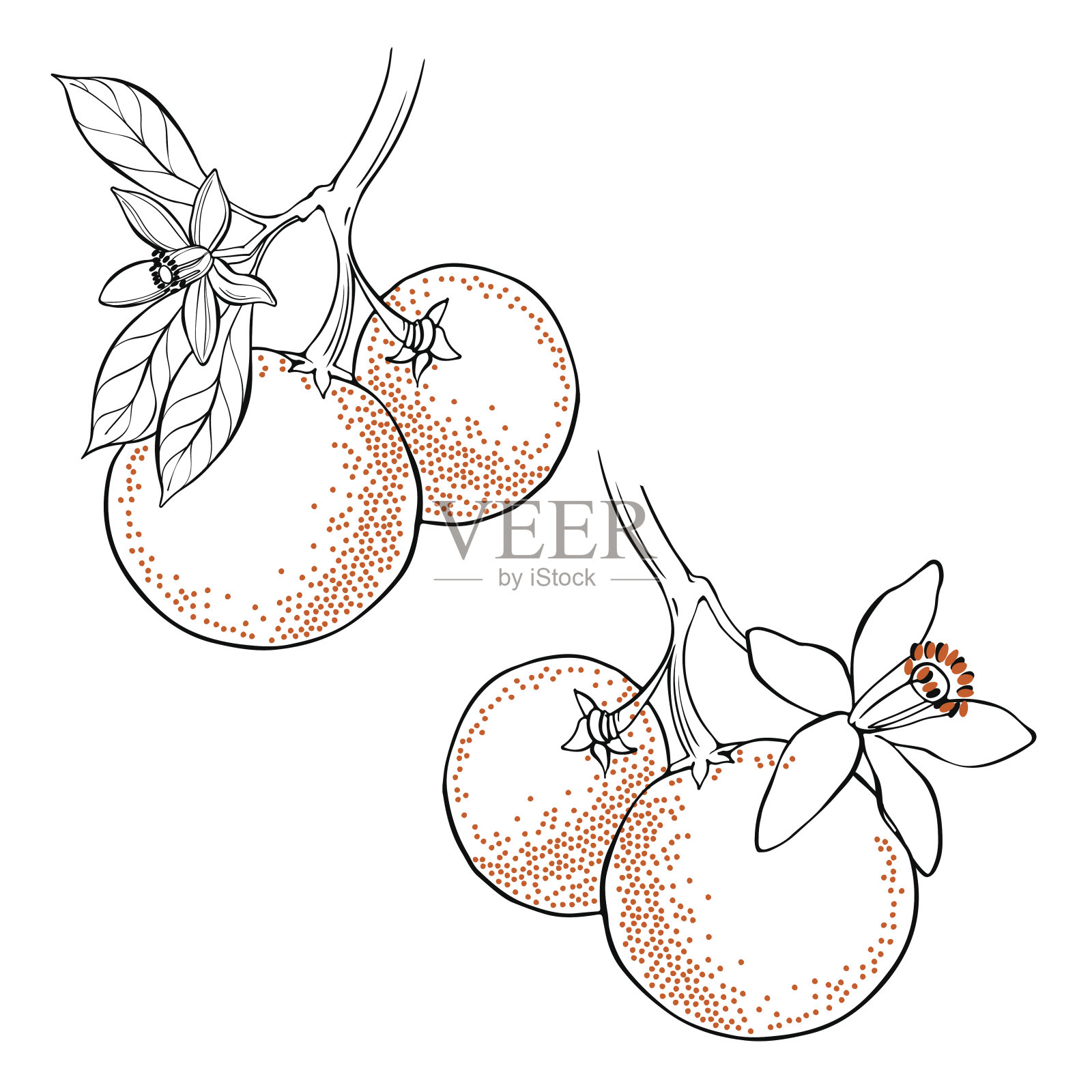 橙果和花。矢量插图两个不同的孤立元素的设计。手绘花卉元素在白色的背景。插画图片素材
