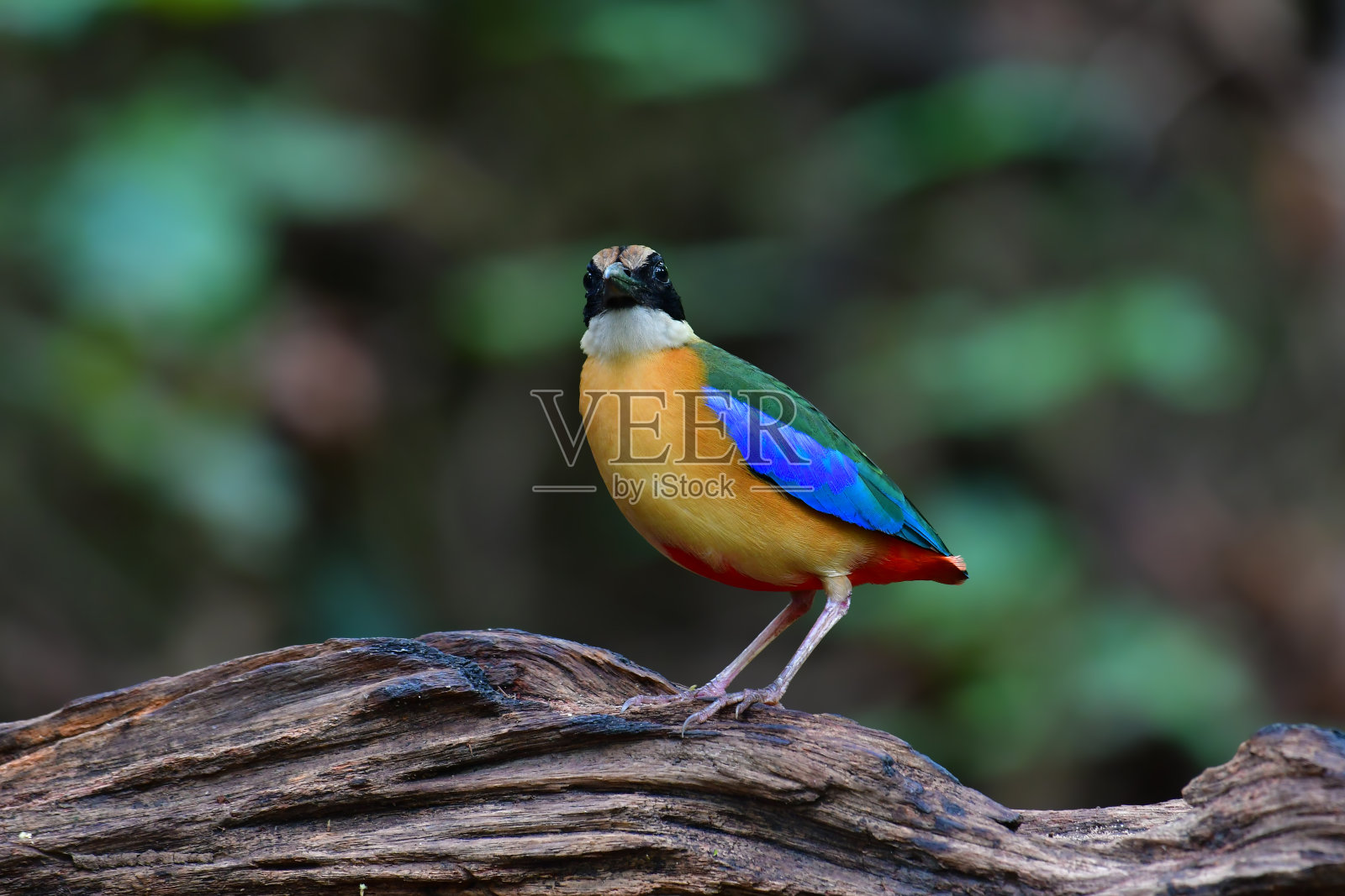 Blue-winged皮塔饼鸟照片摄影图片