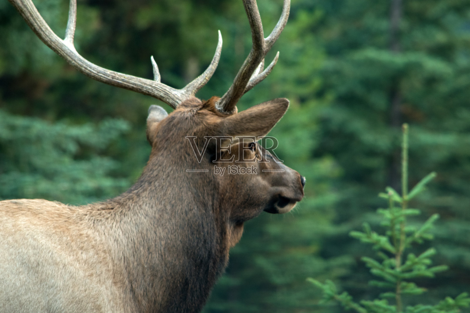 班夫国家公园森林里的麋鹿照片摄影图片