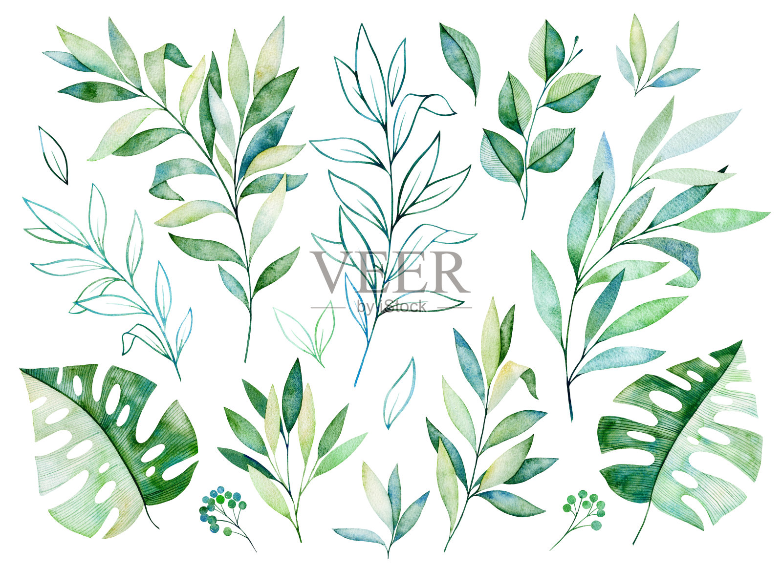 纹理有绿色、枝、叶、热带叶、叶插画图片素材