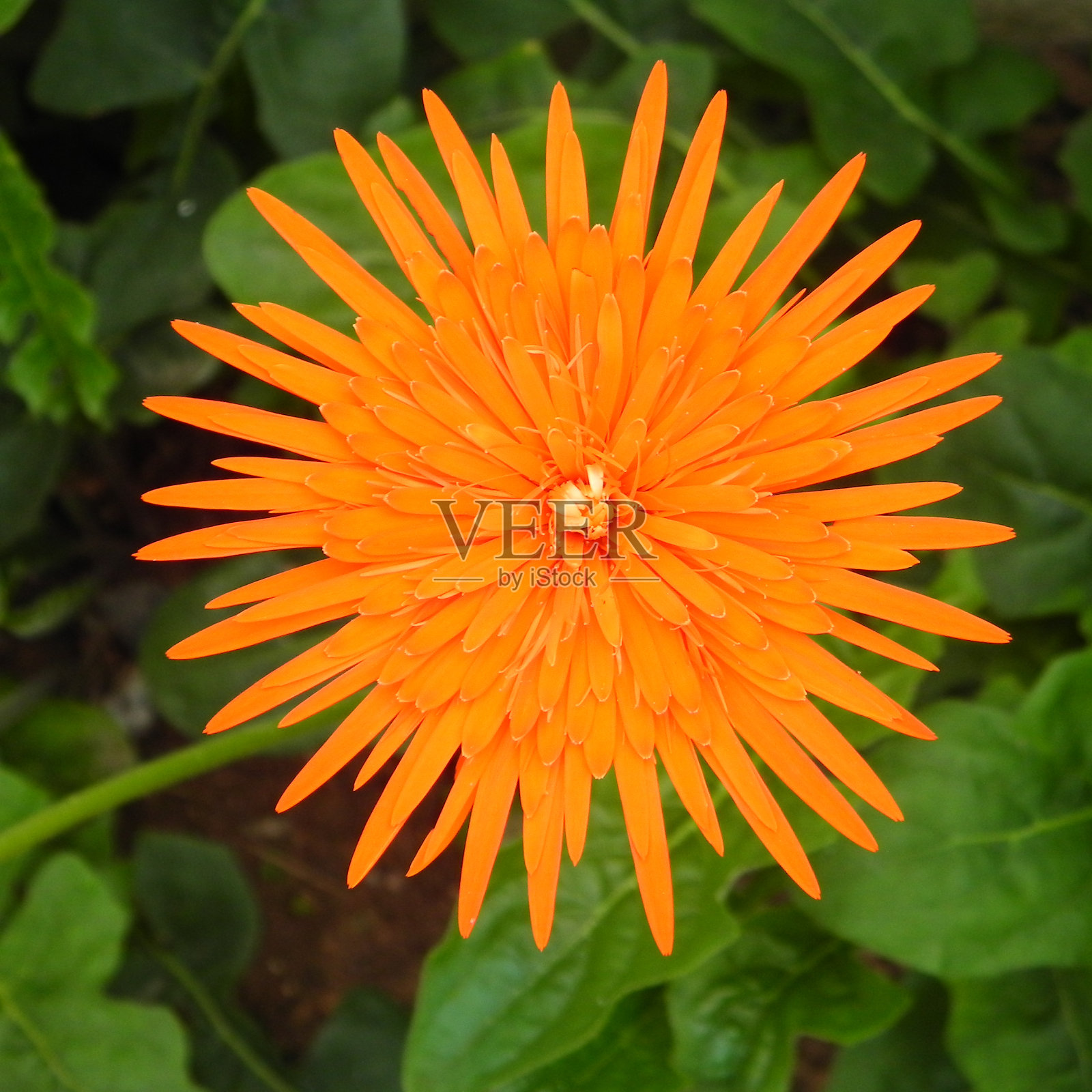 非洲菊的花照片摄影图片