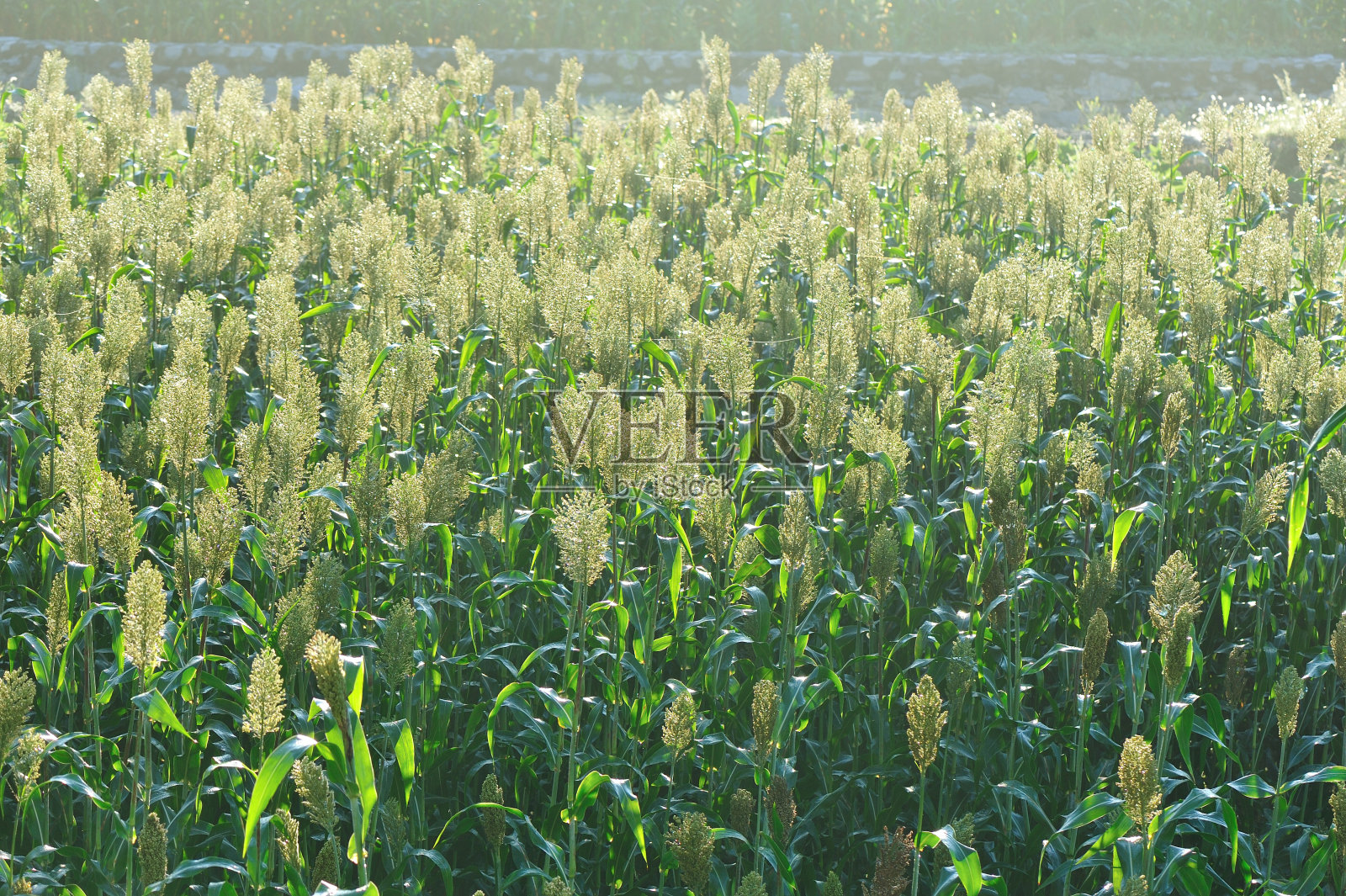 乔瓦谷高粱作物农场照片摄影图片