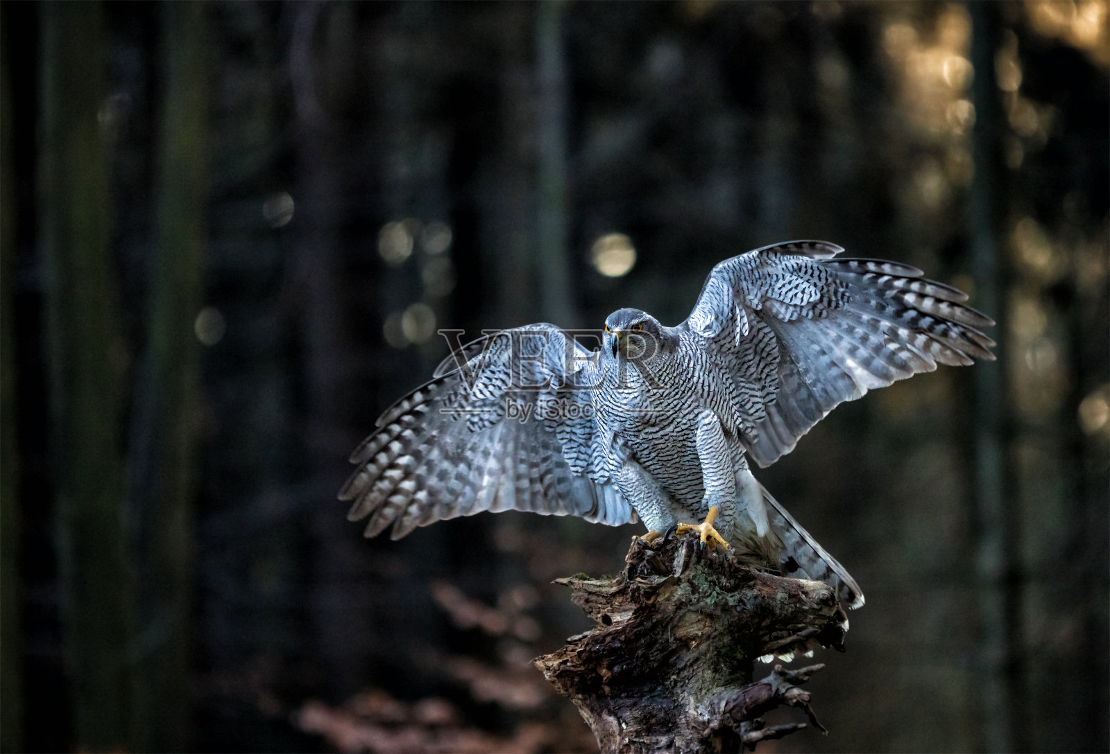 一只雄鹰(雄鹰)降落在森林的树桩上照片摄影图片