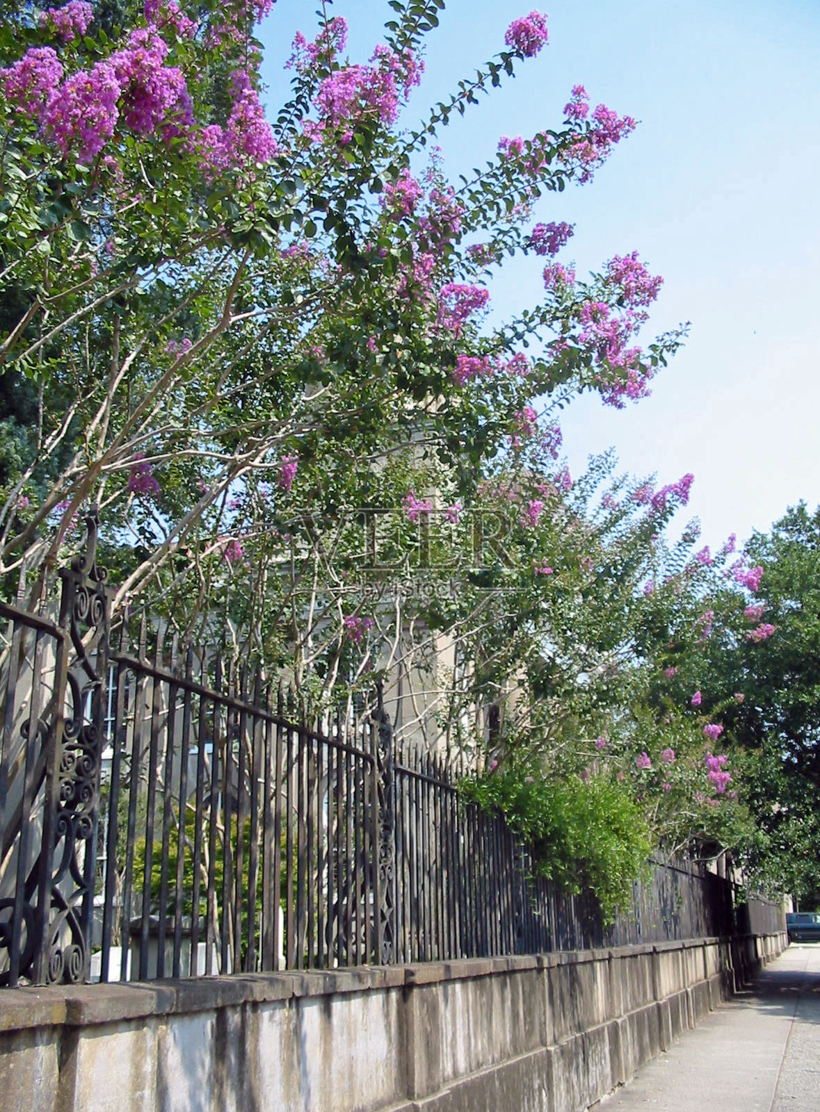 沿着栅栏的紫薇树照片摄影图片