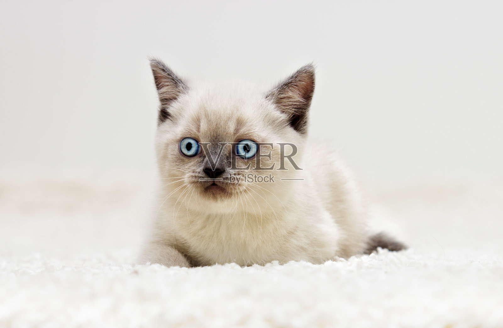一只英国小猫躺在毛茸茸的地毯上照片摄影图片