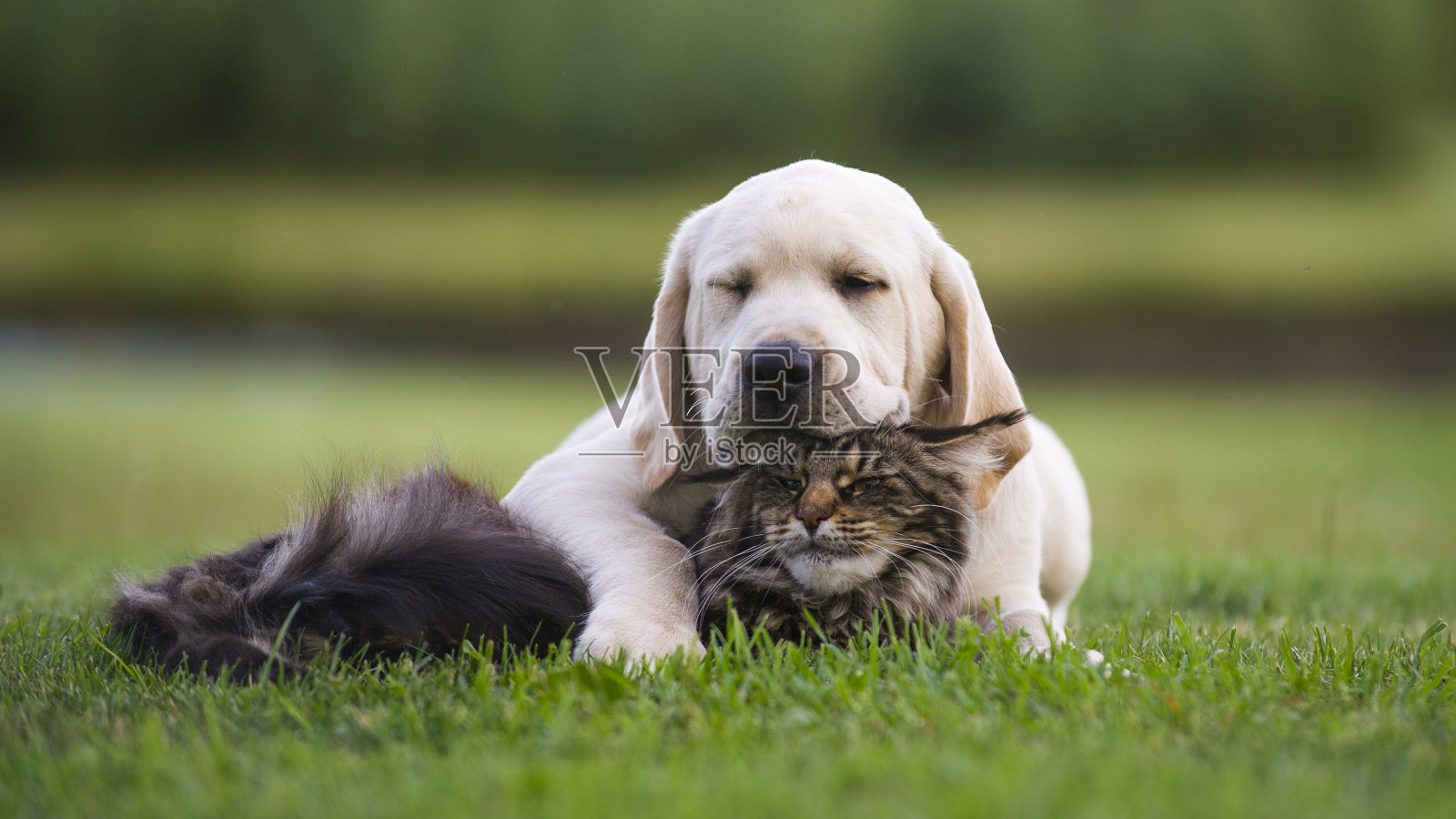 拉布拉多小狗和缅因猫的友谊照片摄影图片