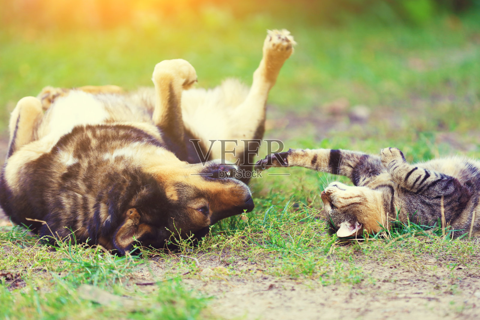 狗和猫最好的朋友一起在户外玩。躺在草地上。照片摄影图片