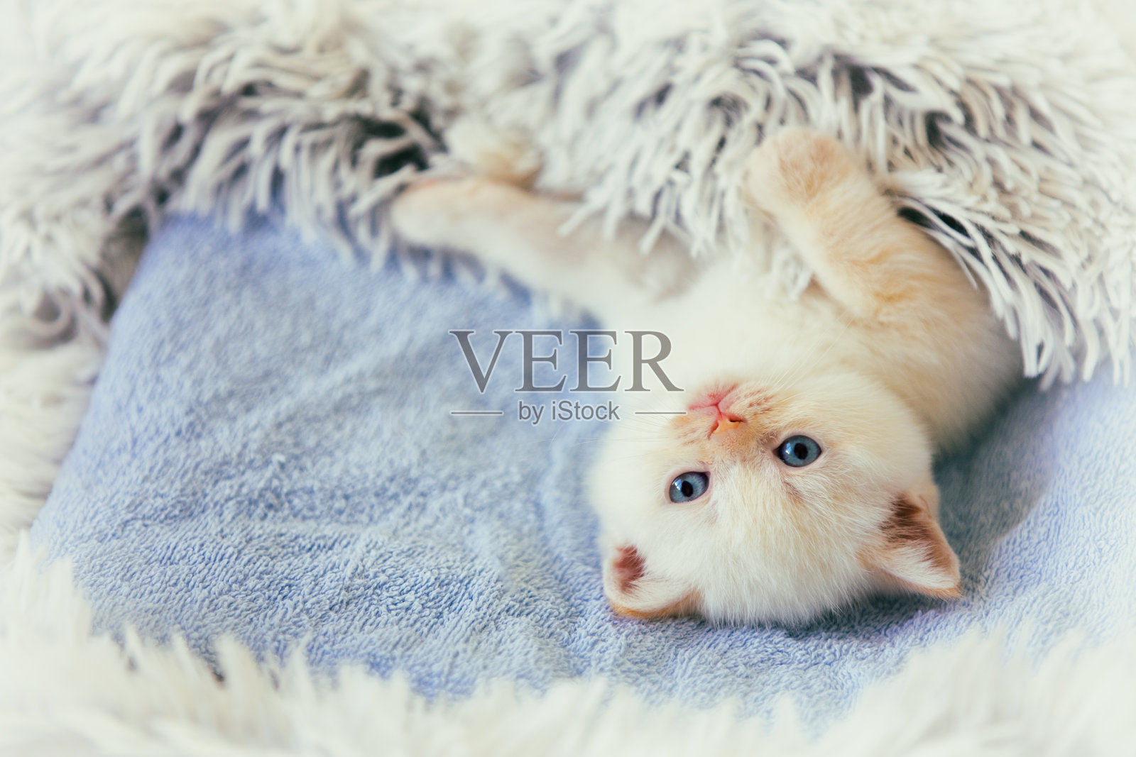 可爱的小猫，盖着毛茸茸的毯子照片摄影图片