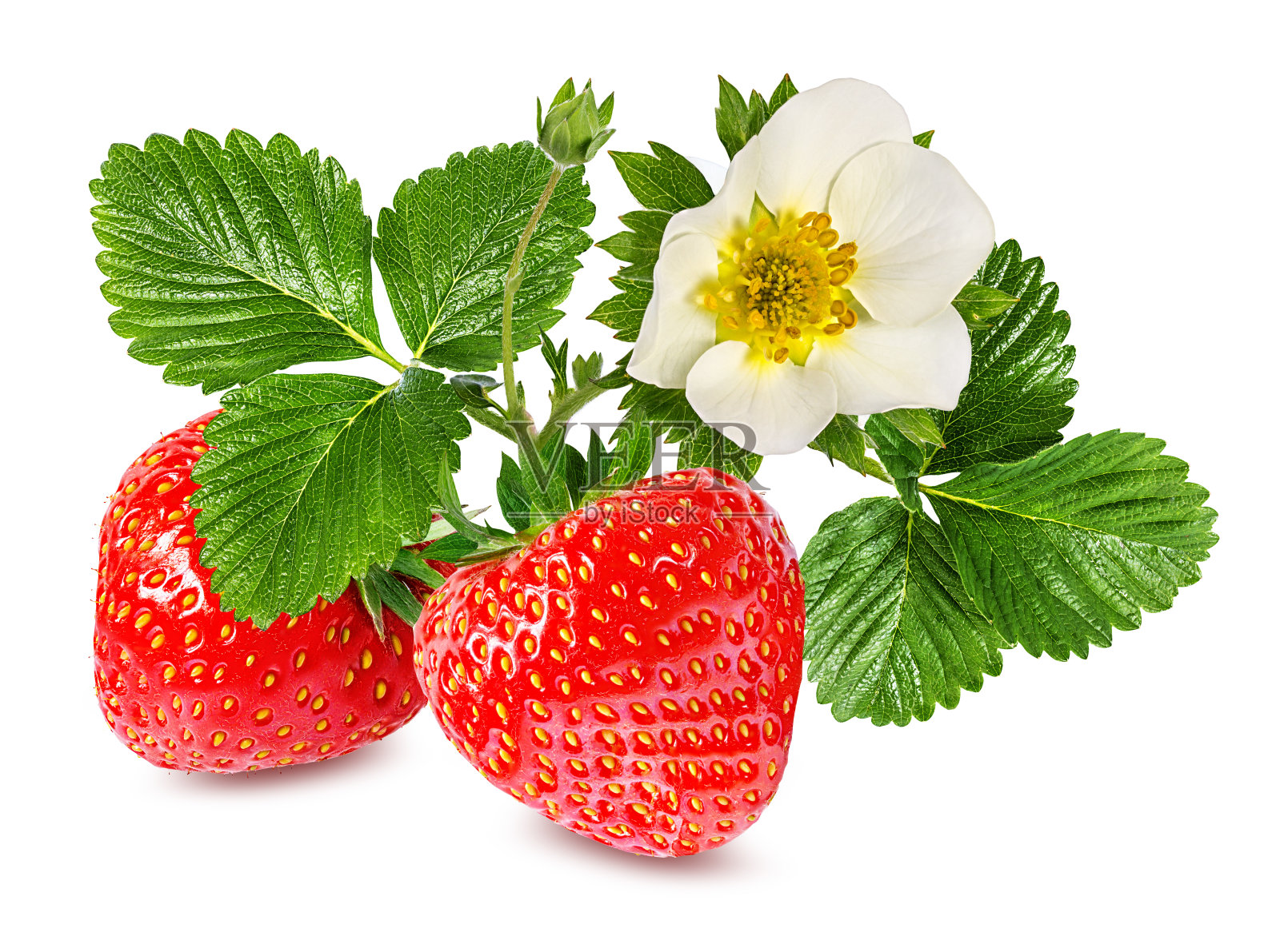 草莓在白照片摄影图片