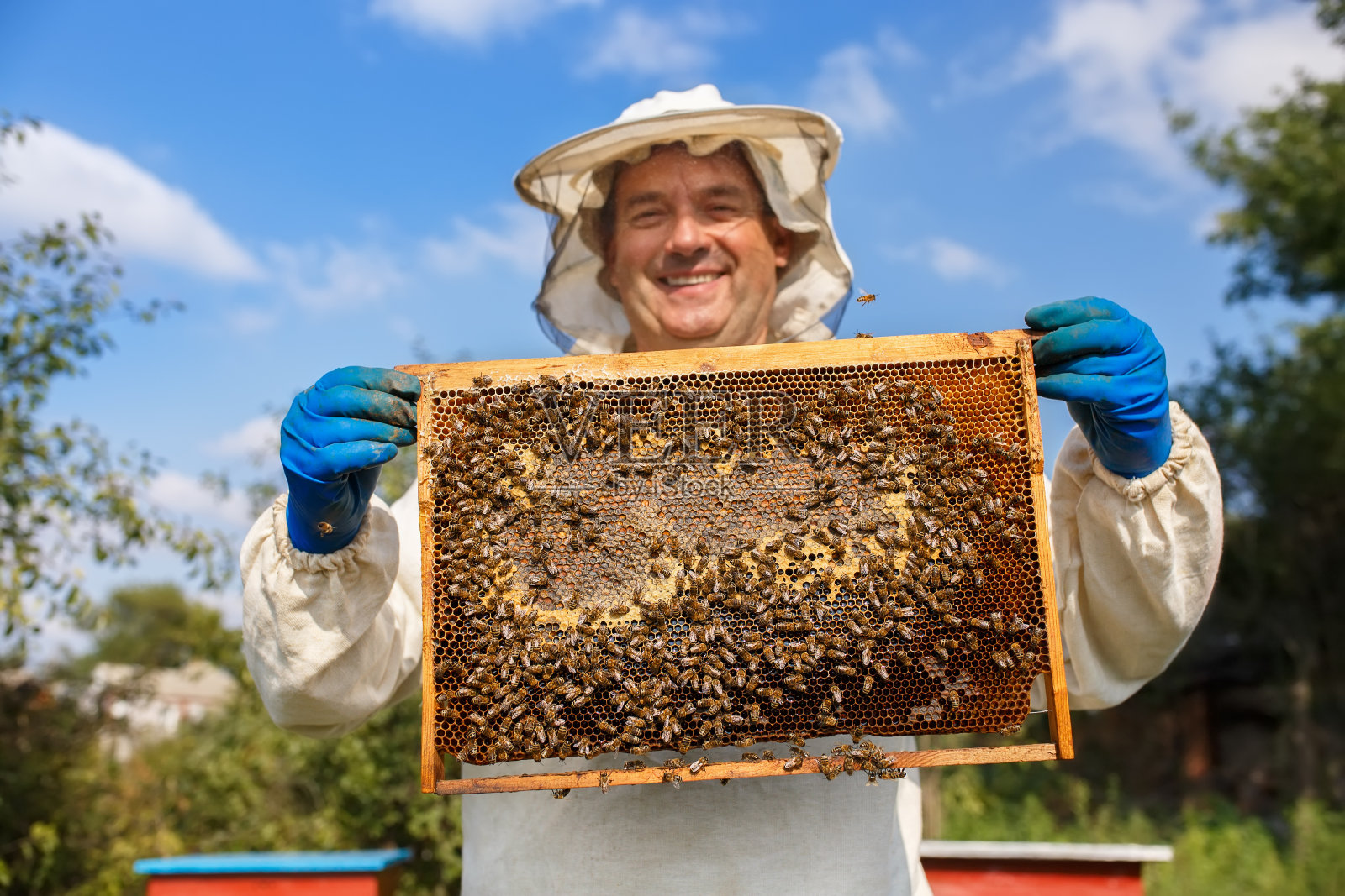 养蜂人与蜂窝照片摄影图片