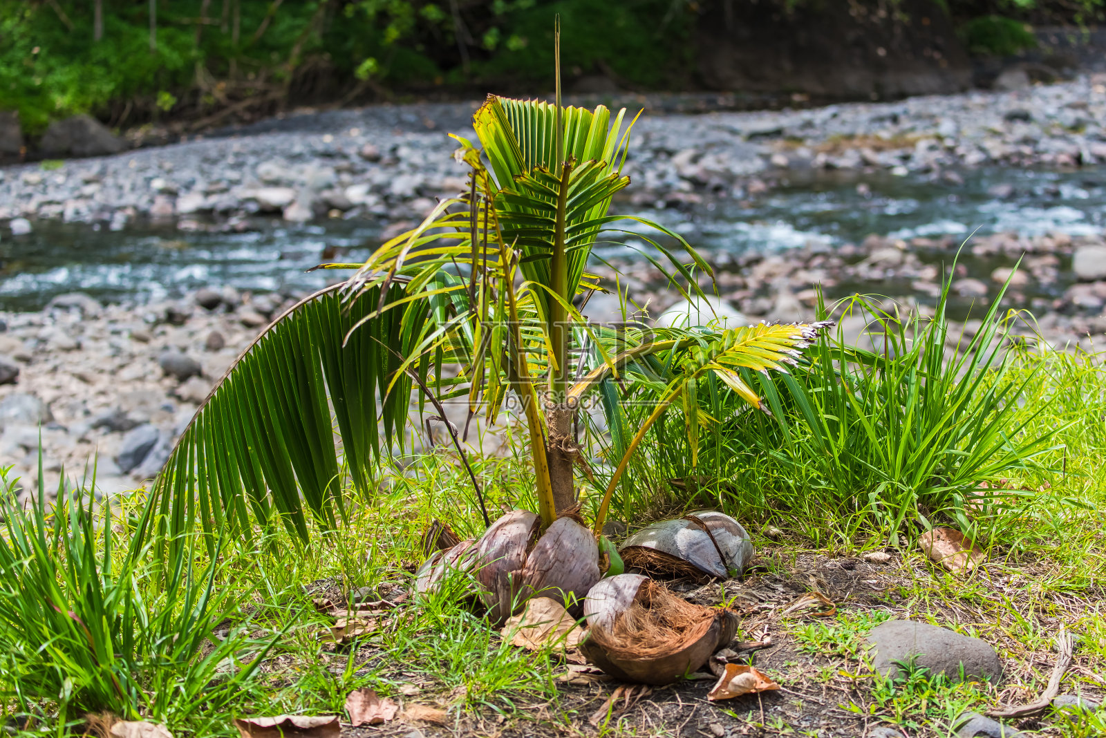 河边长着一棵椰子树照片摄影图片